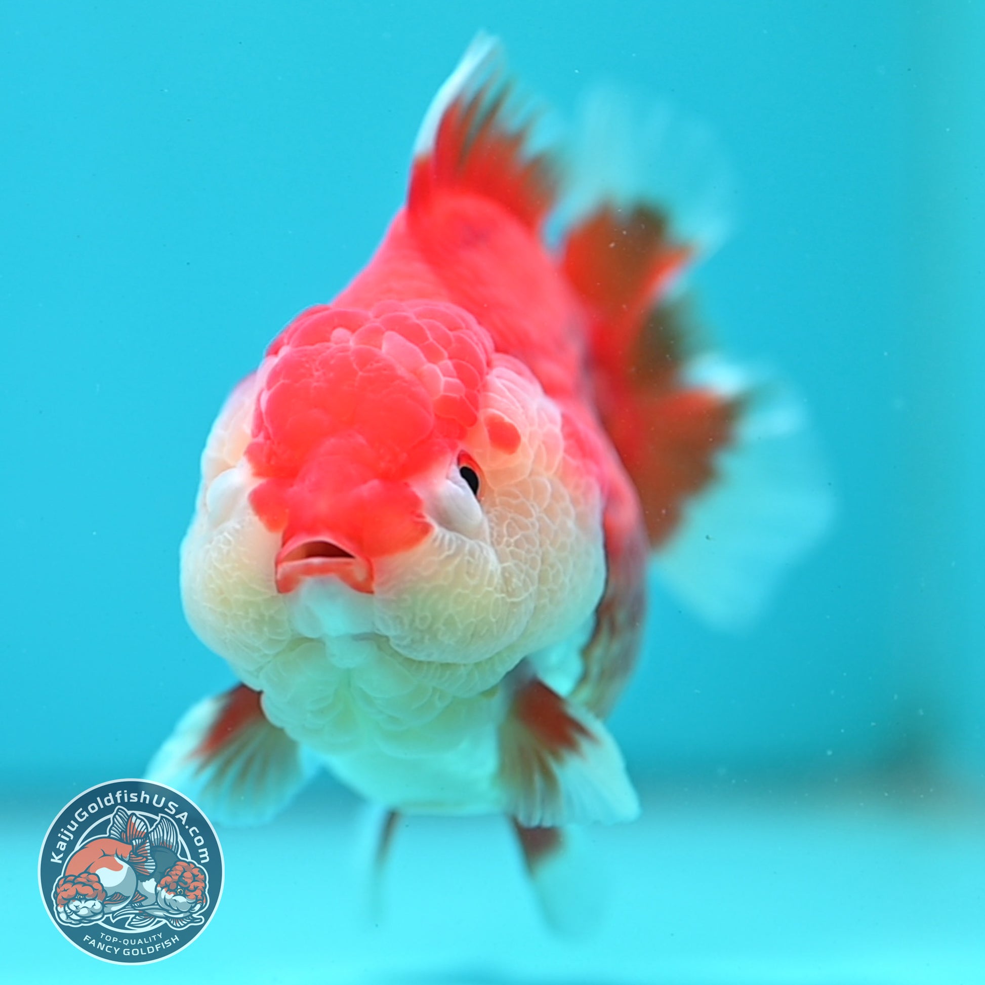Red White Yuanbao Oranda 4 inch Body (260515_OR08)