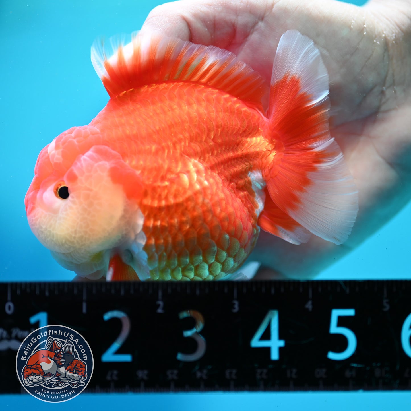 Red White Yuanbao Oranda 4 inch Body (260515_OR08)