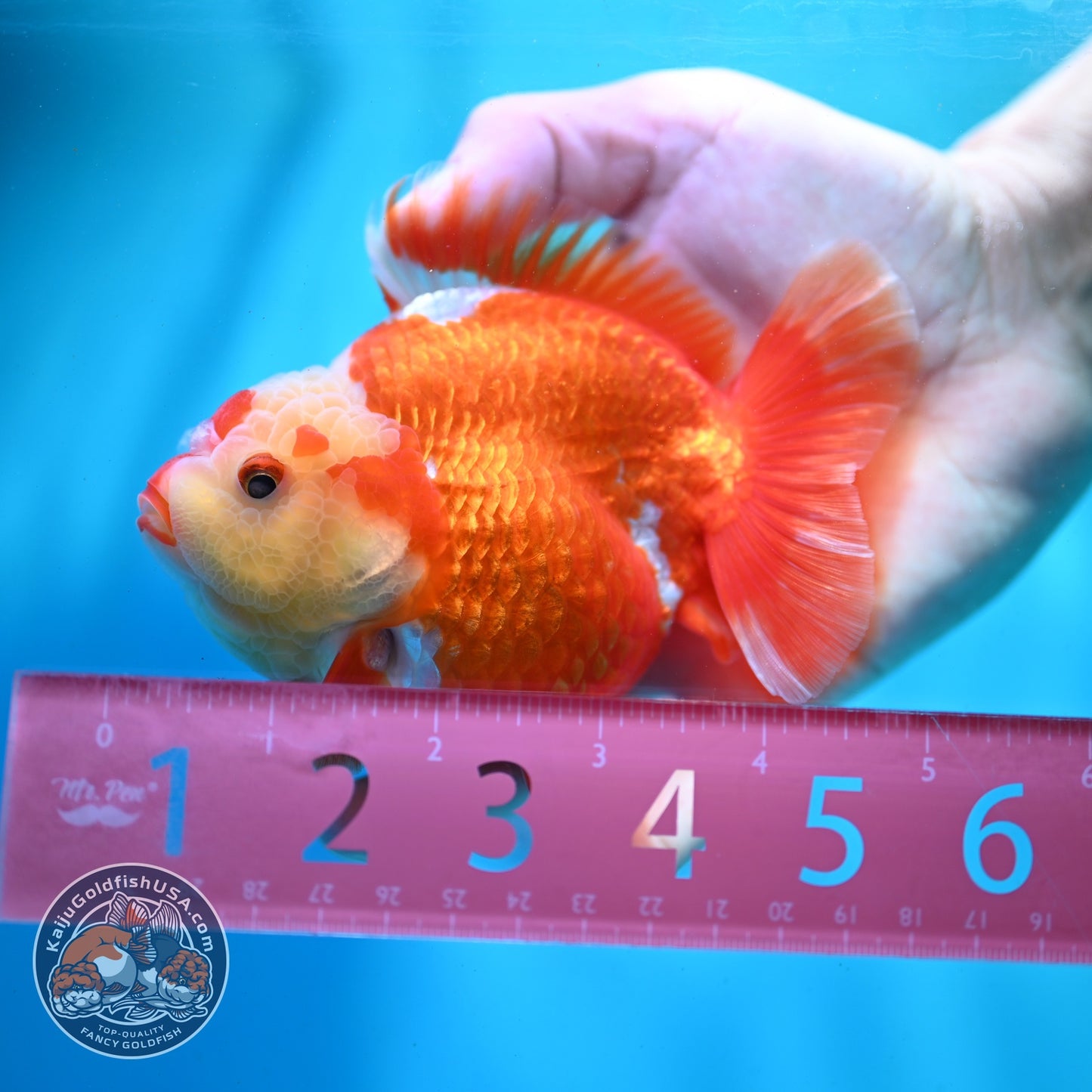 Red White YuanBao Oranda 4 inch Body (260522_OR01)