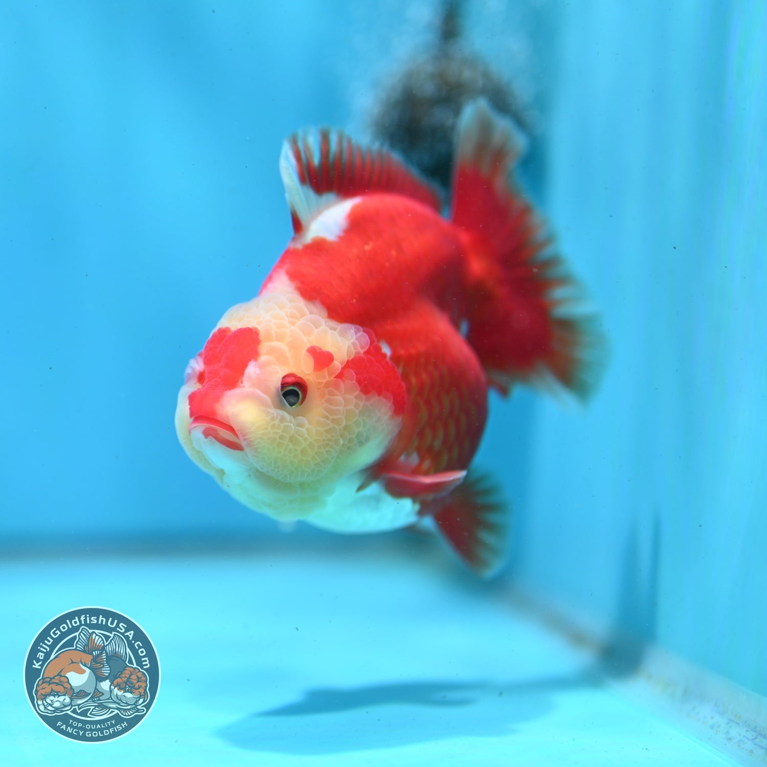 Red White YuanBao Oranda 4 inch Body (260522_OR01)