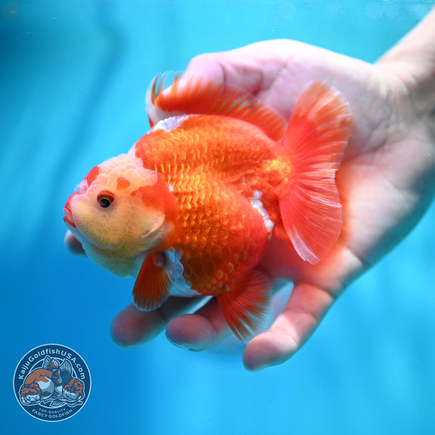 Red White YuanBao Oranda 4 inch Body (260522_OR01)