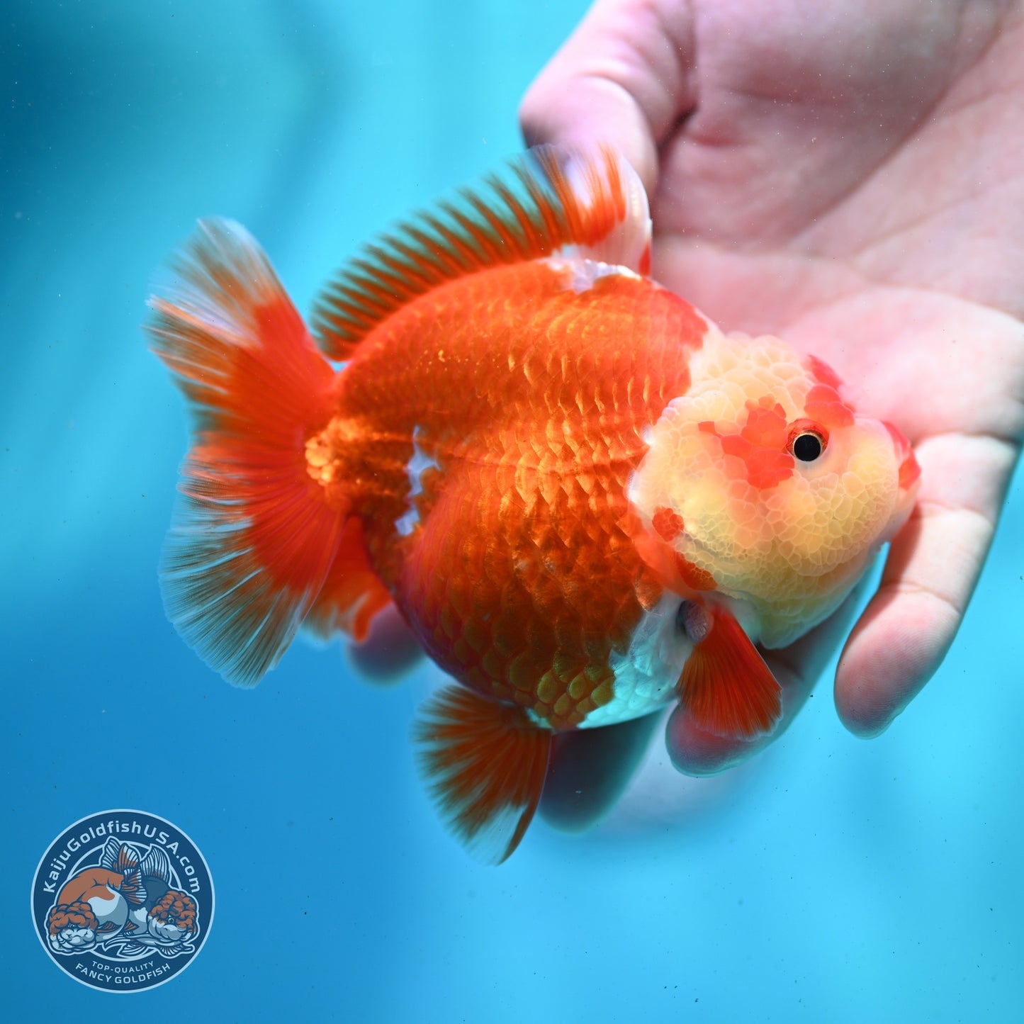 Red White YuanBao Oranda 4 inch Body (260522_OR01)