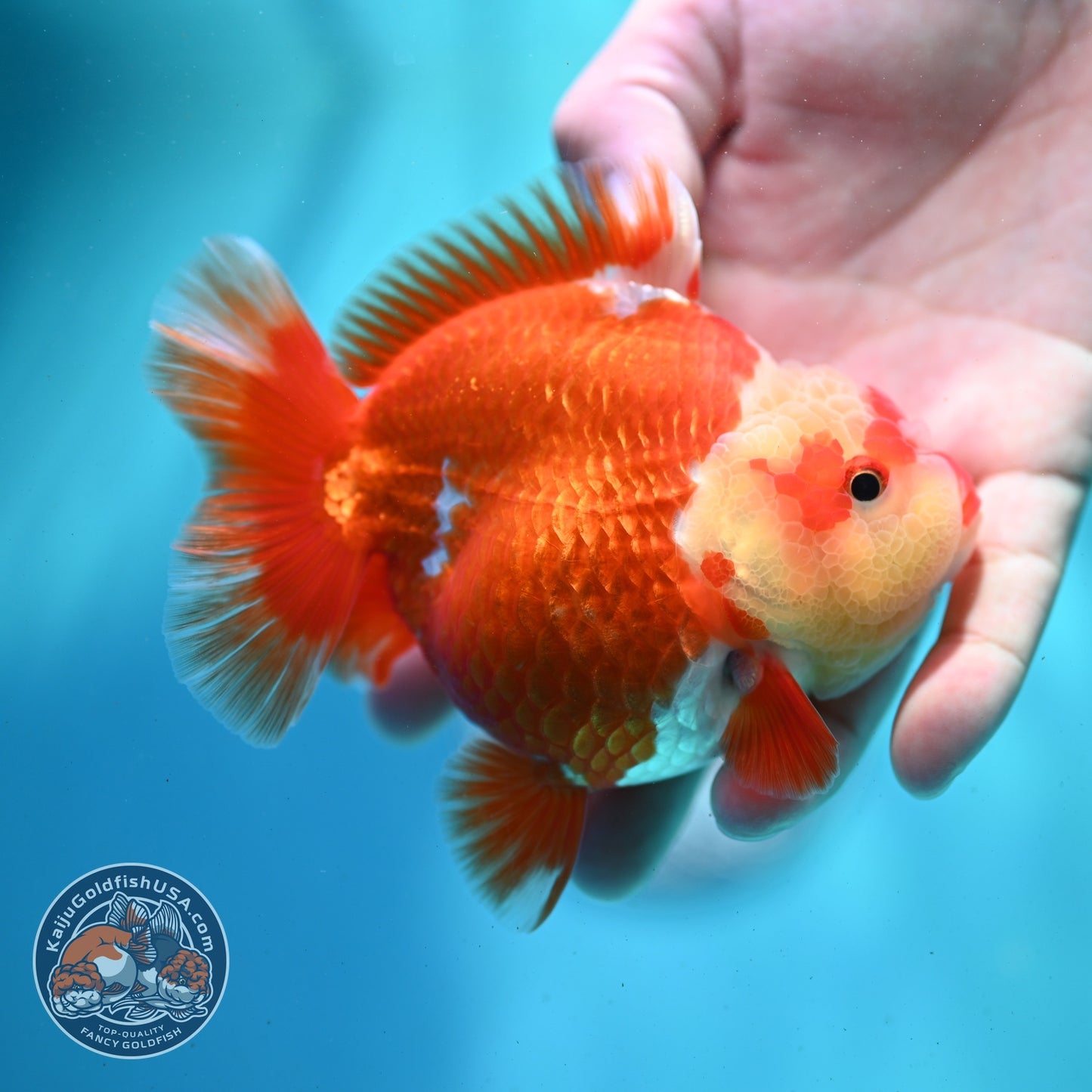 Red White YuanBao Oranda 4 inch Body (260522_OR01)