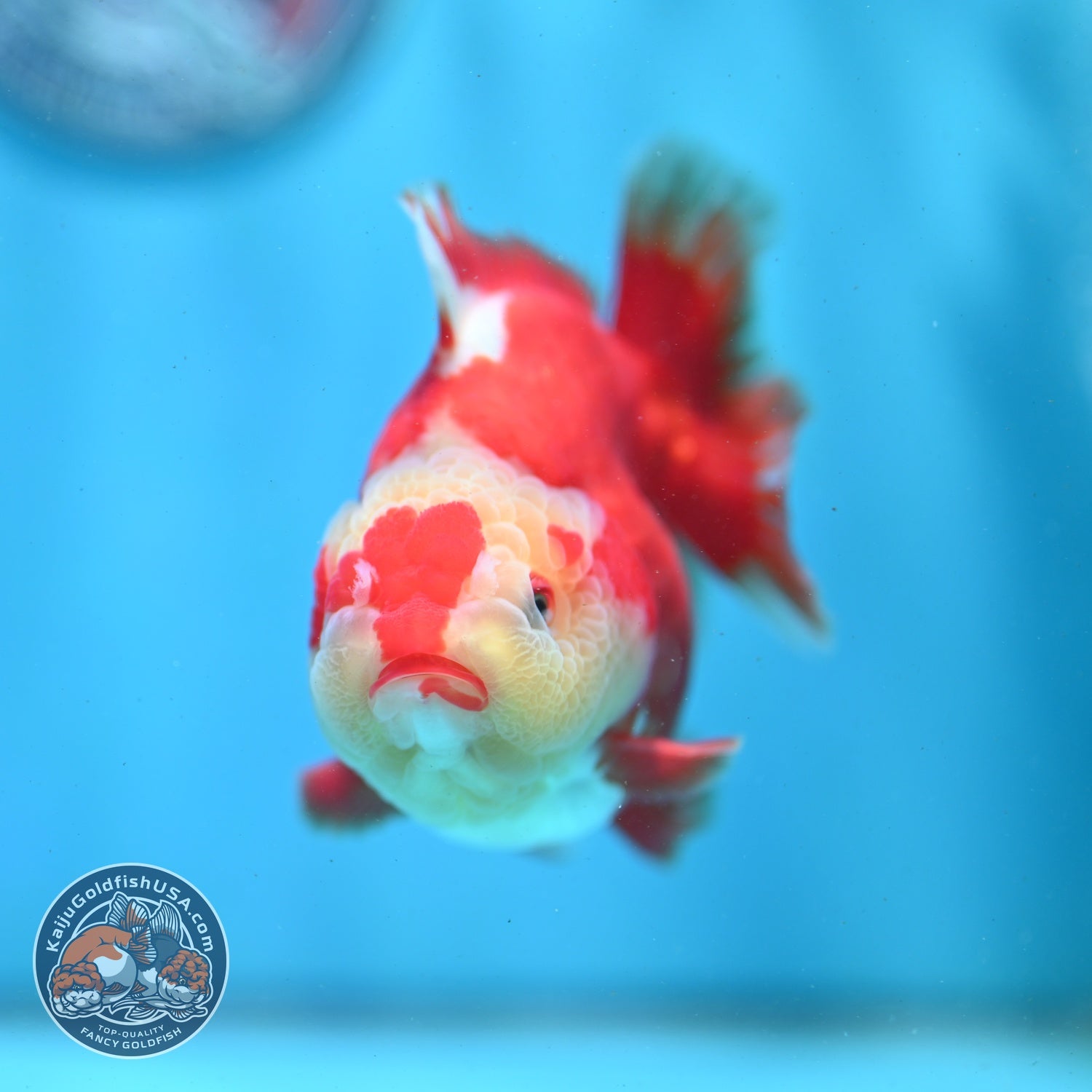 Red White YuanBao Oranda 4 inch Body (260522_OR01)