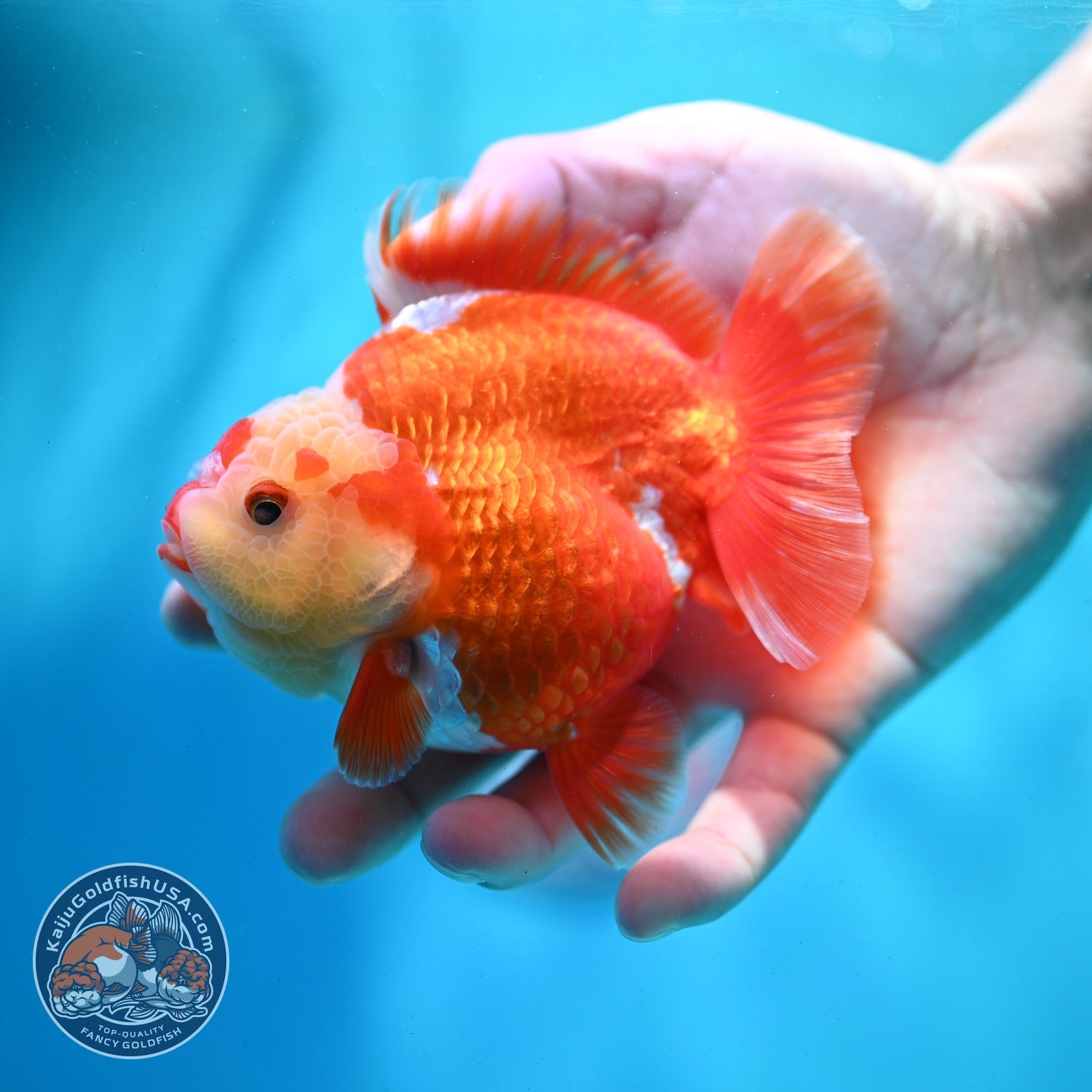 Red White YuanBao Oranda 4 inch Body (260522_OR01)