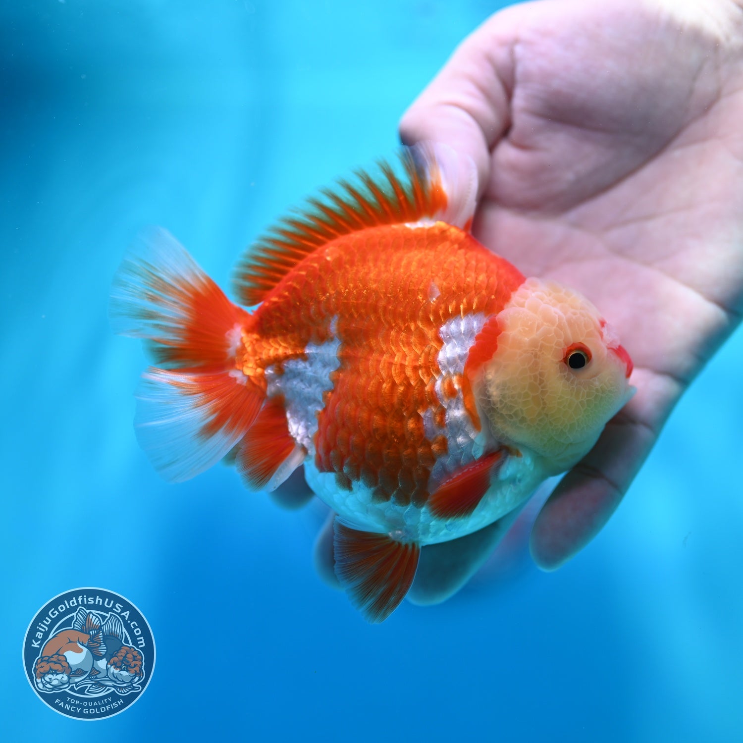 Red White YuanBao Oranda 4 inch Body (260529_OR11)