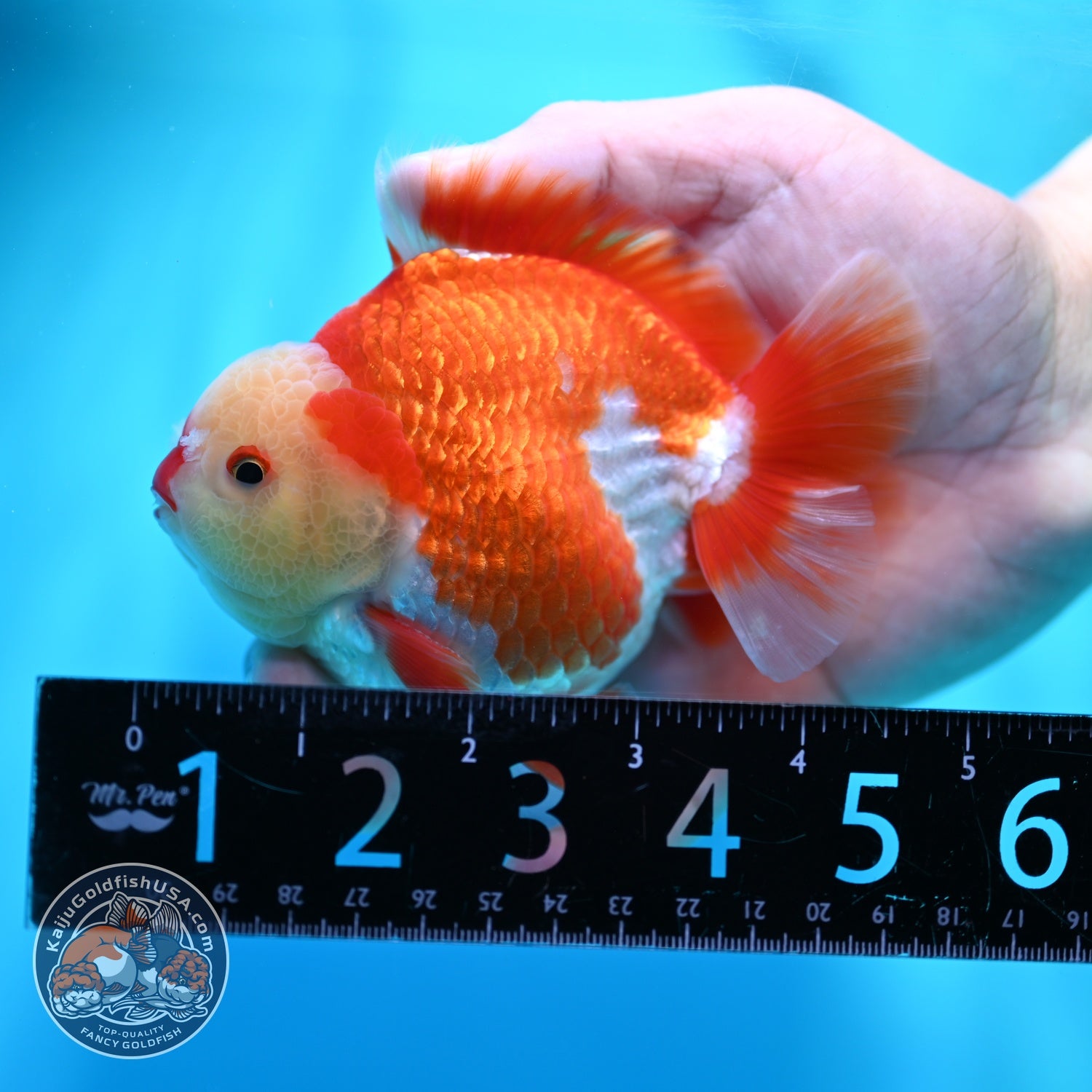 Red White YuanBao Oranda 4 inch Body (260529_OR11)