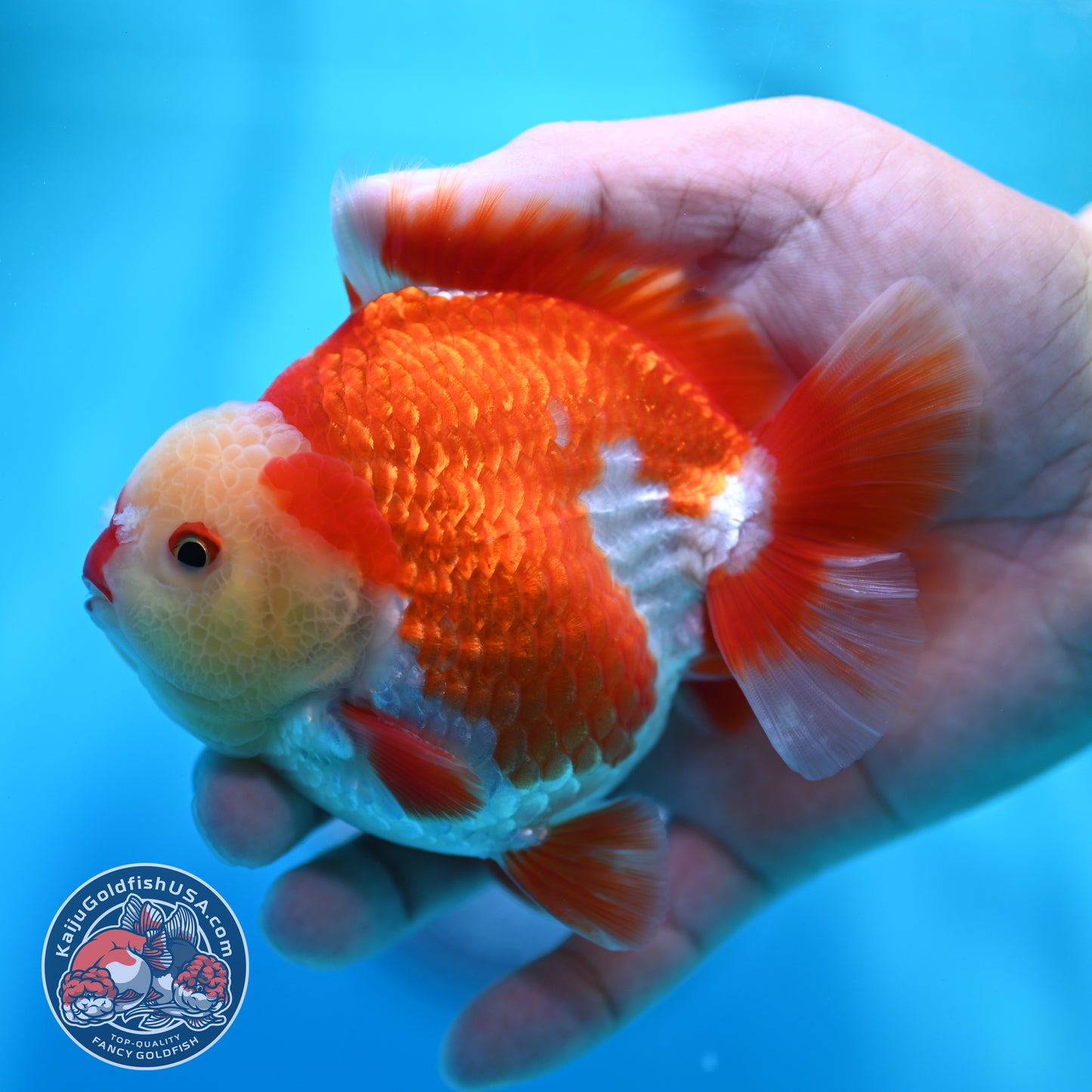 Red White YuanBao Oranda 4 inch Body (260529_OR11)