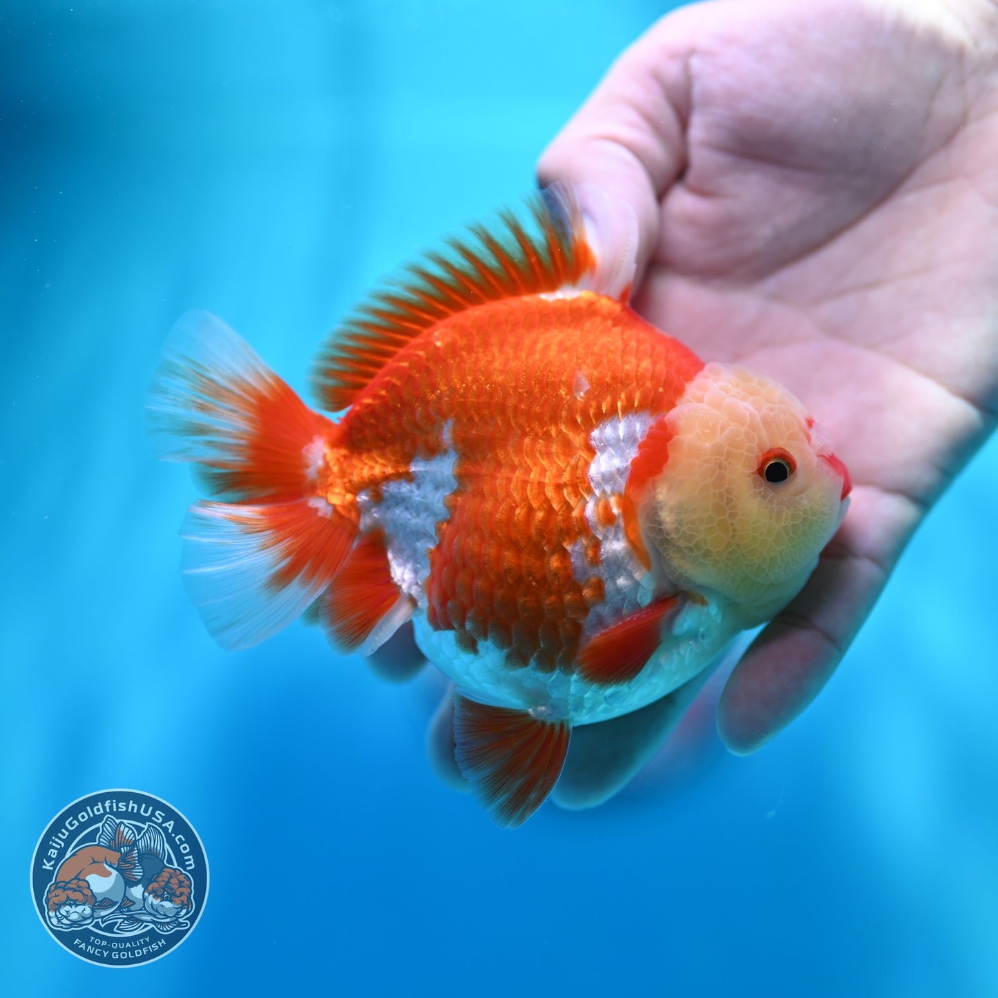Red White YuanBao Oranda 4 inch Body (260529_OR11)