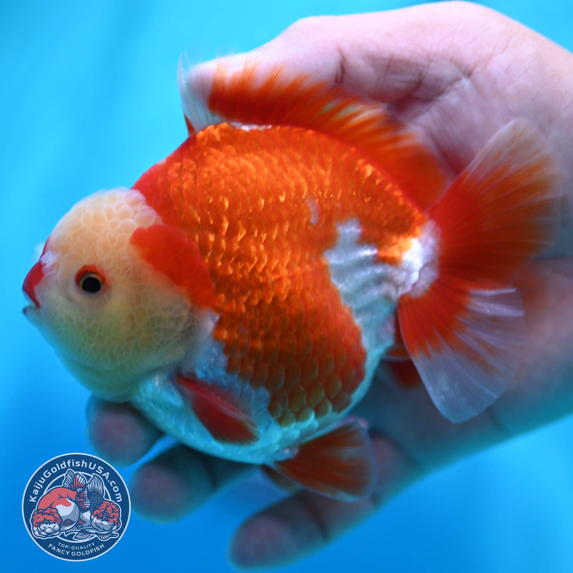 Red White YuanBao Oranda 4 inch Body (260529_OR11)
