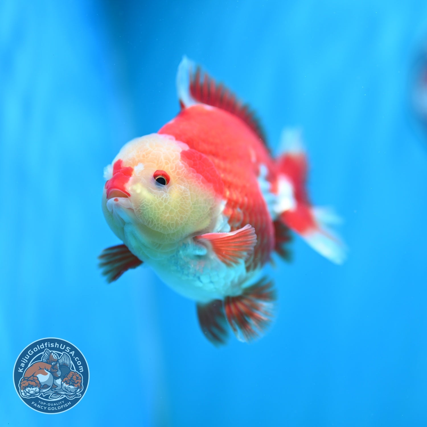 Red White YuanBao Oranda 4 inch Body (260529_OR11)