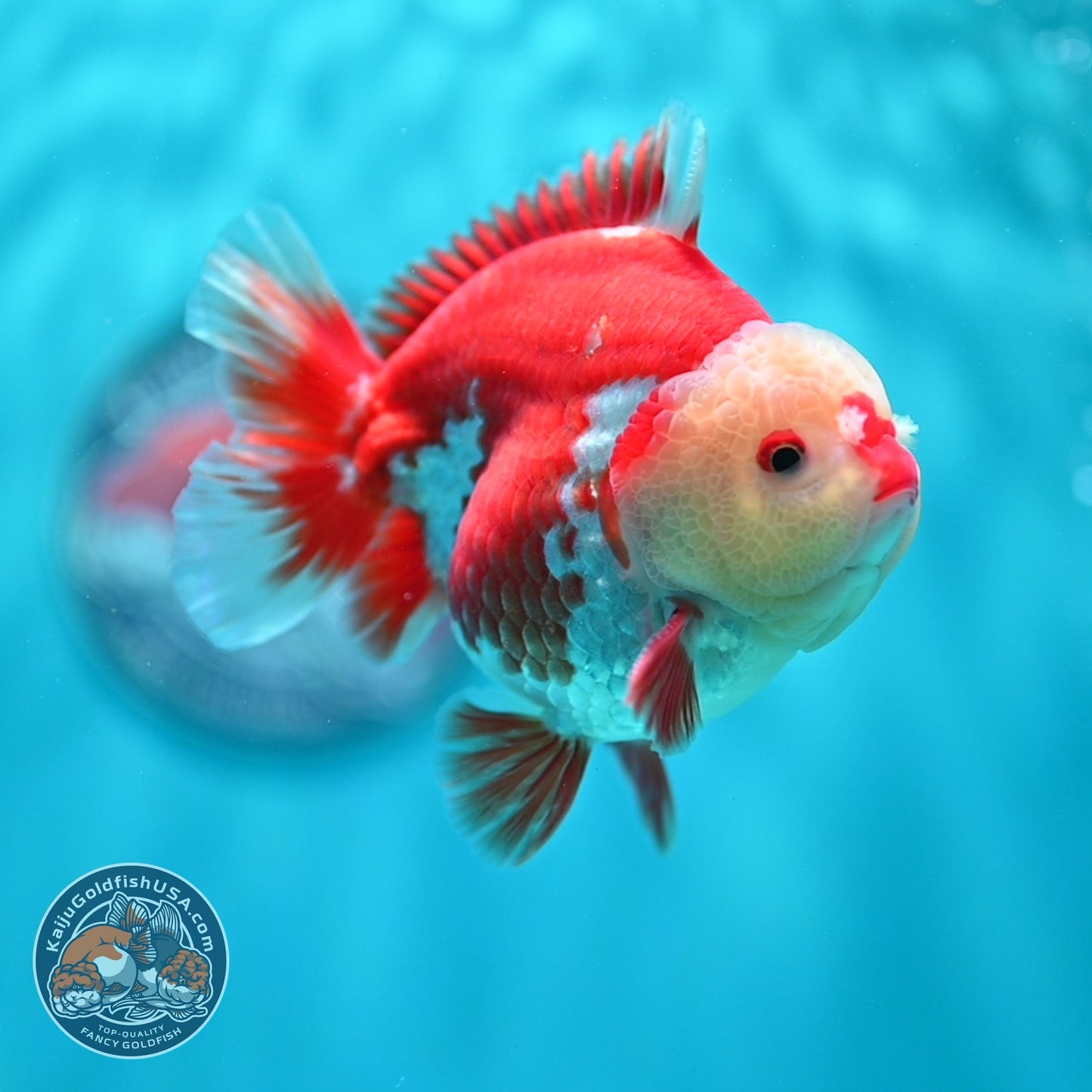 Red White YuanBao Oranda 4 inch Body (260529_OR11)