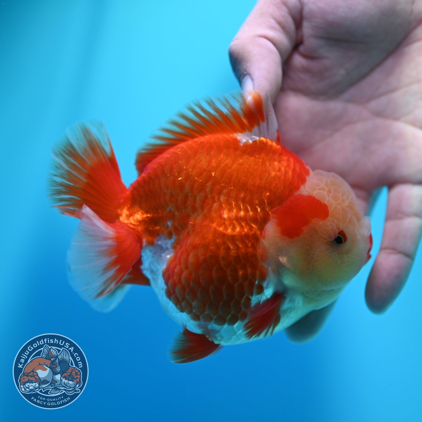 Red White YuanBao Oranda 4 inch Body (260529_OR15)