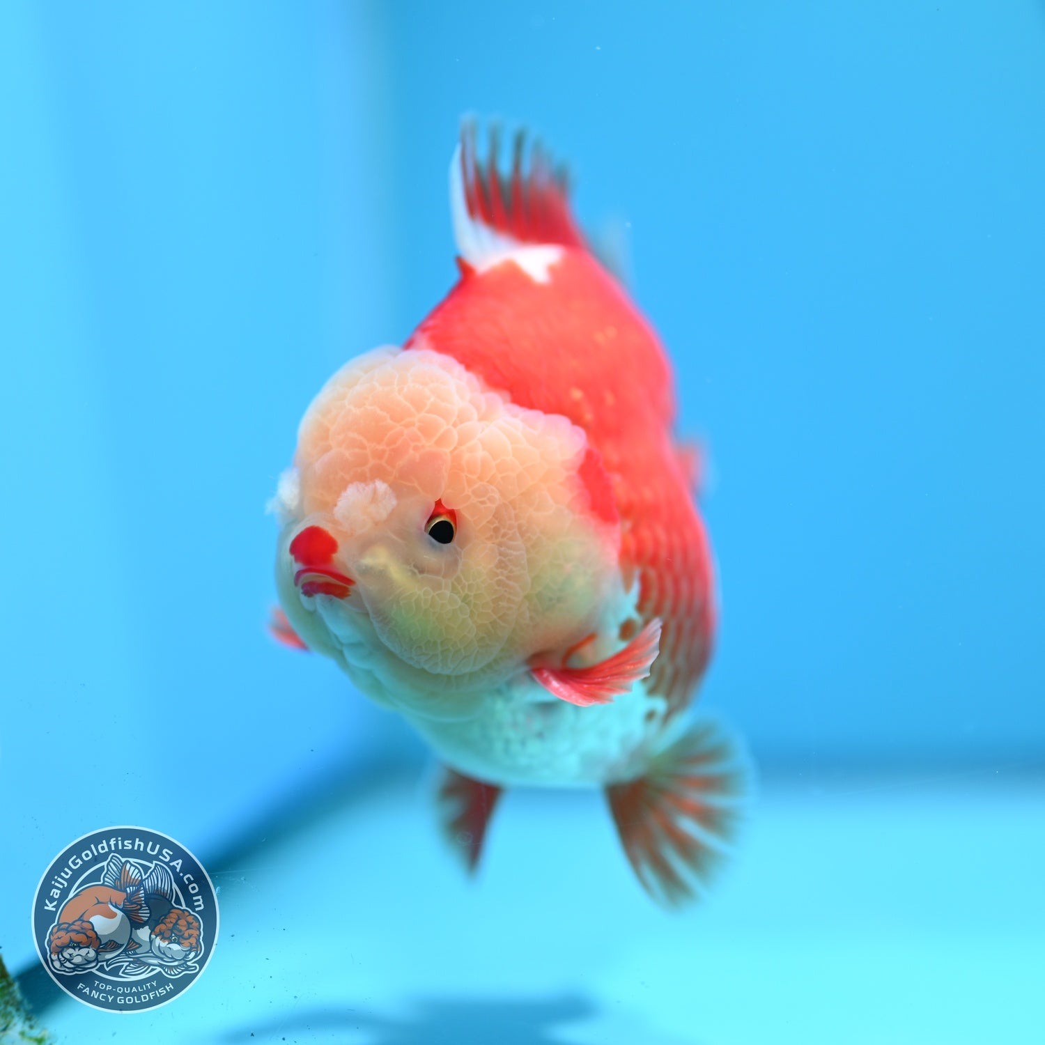 Red White YuanBao Oranda 4 inch Body (260529_OR15)
