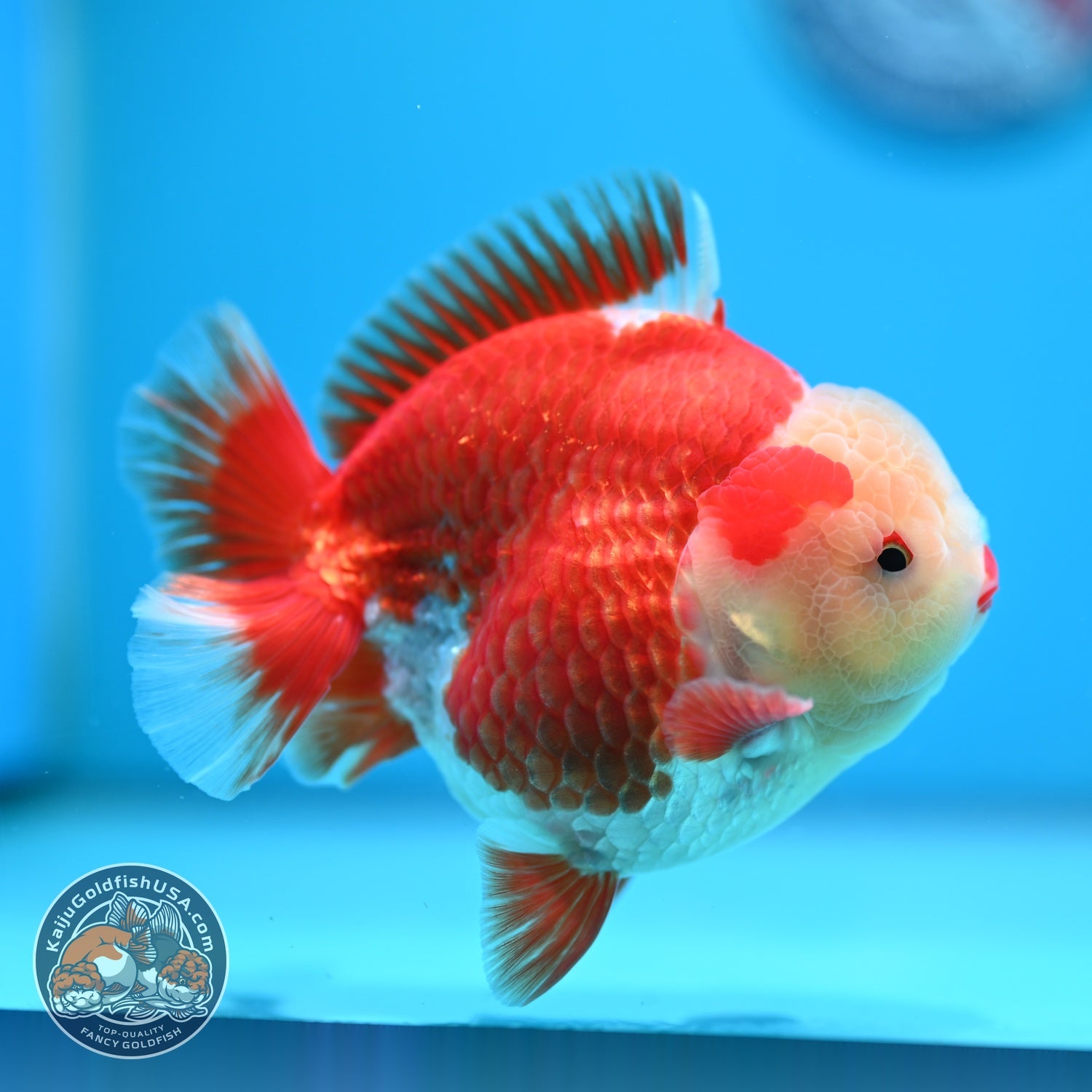 Red White YuanBao Oranda 4 inch Body (260529_OR15)