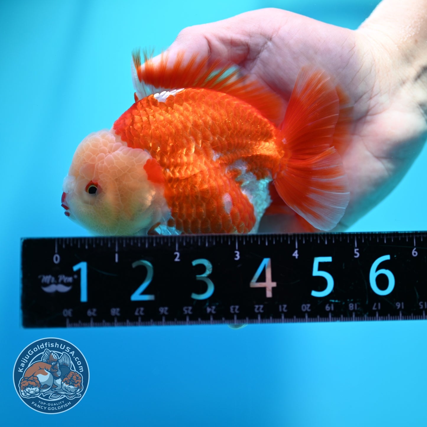 Red White YuanBao Oranda 4 inch Body (260529_OR15)
