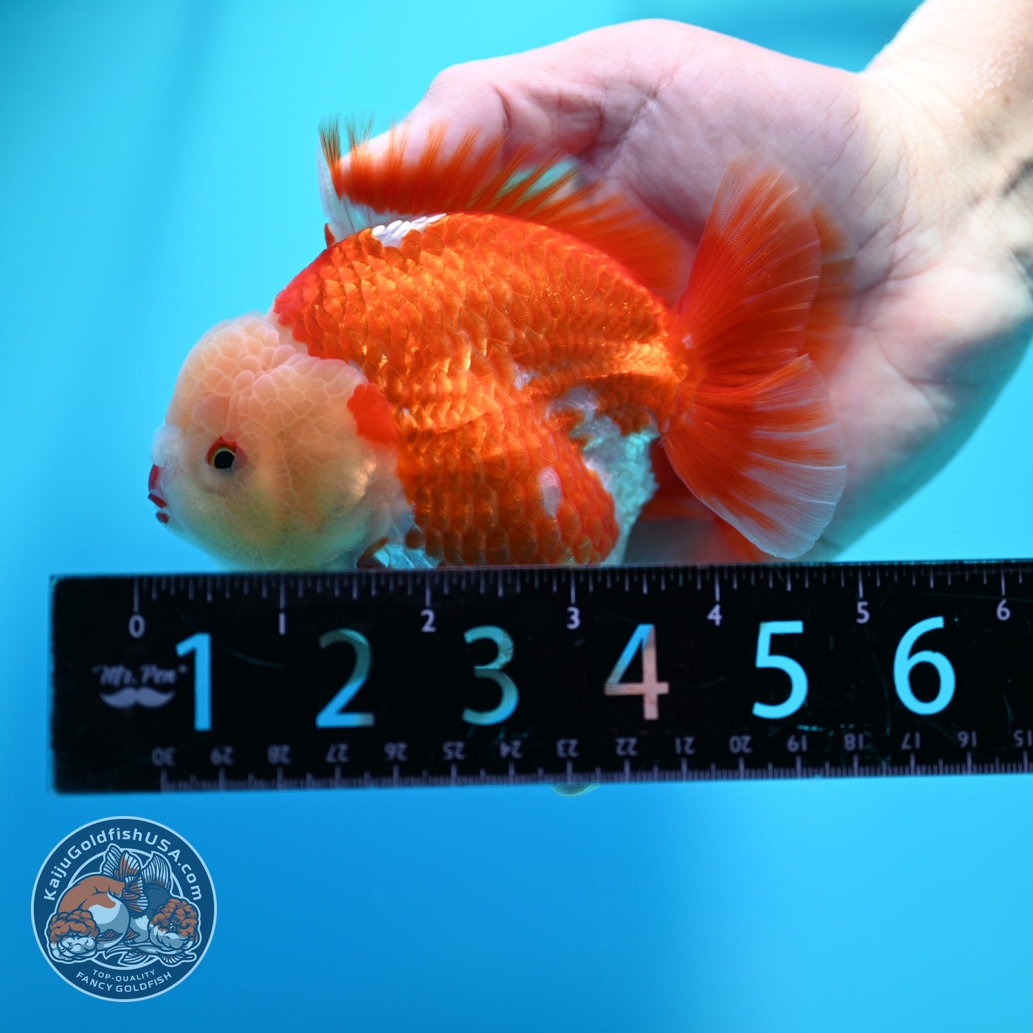 Red White YuanBao Oranda 4 inch Body (260529_OR15)