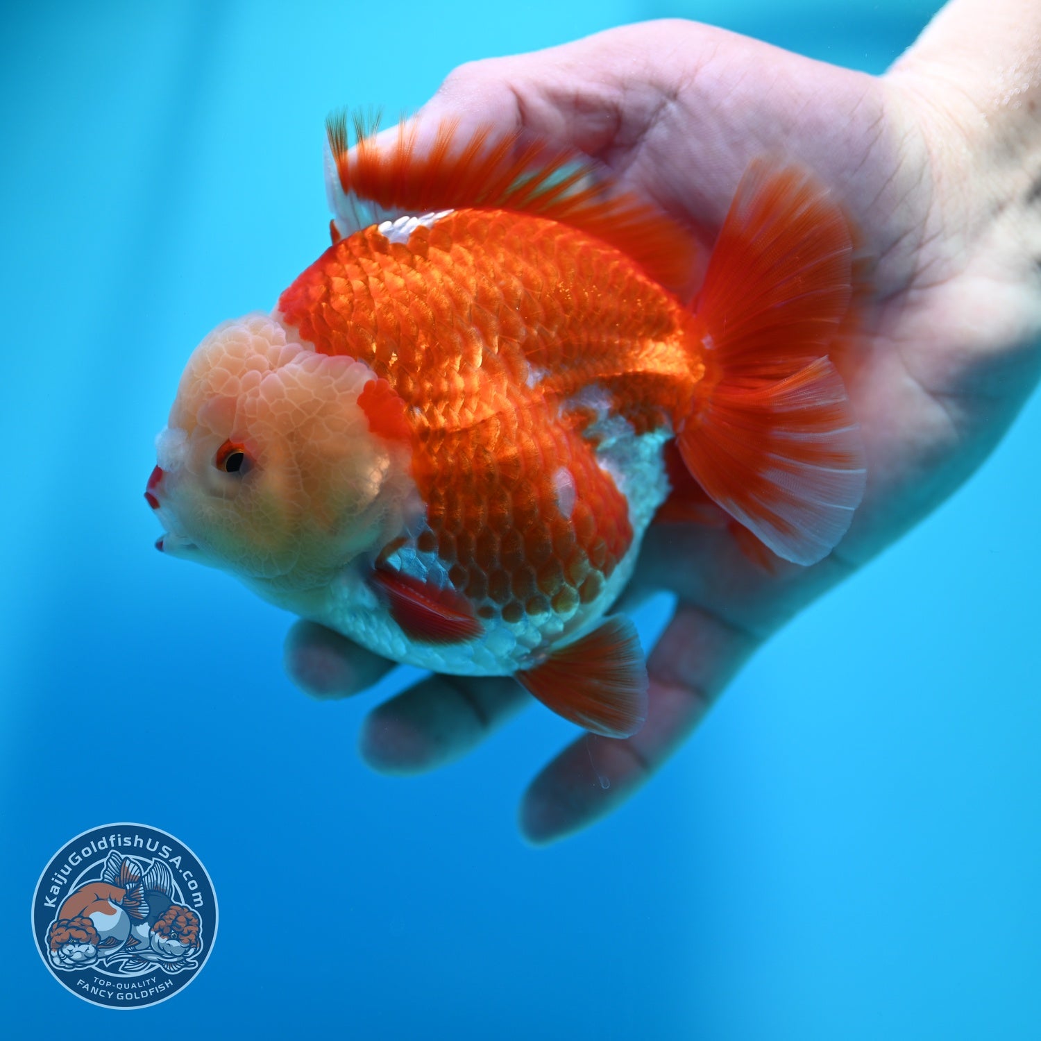 Red White YuanBao Oranda 4 inch Body (260529_OR15)