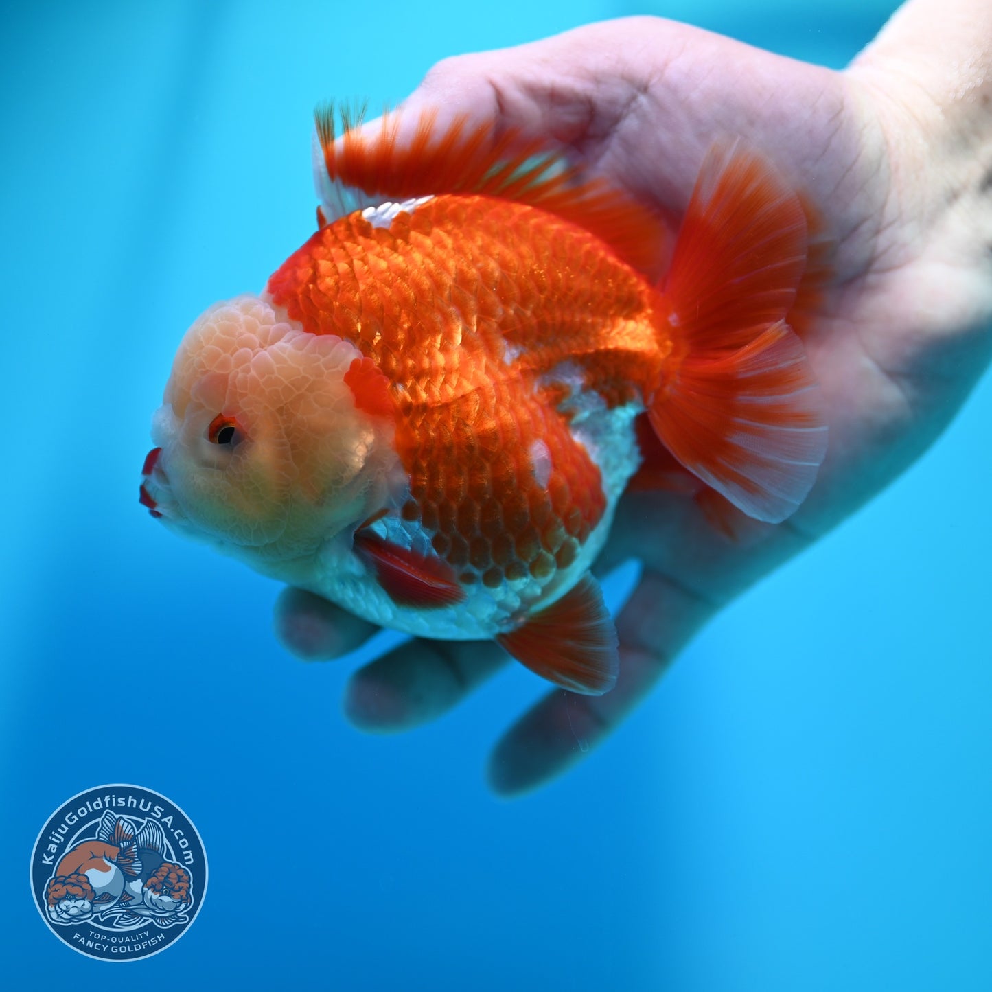 Red White YuanBao Oranda 4 inch Body (260529_OR15)