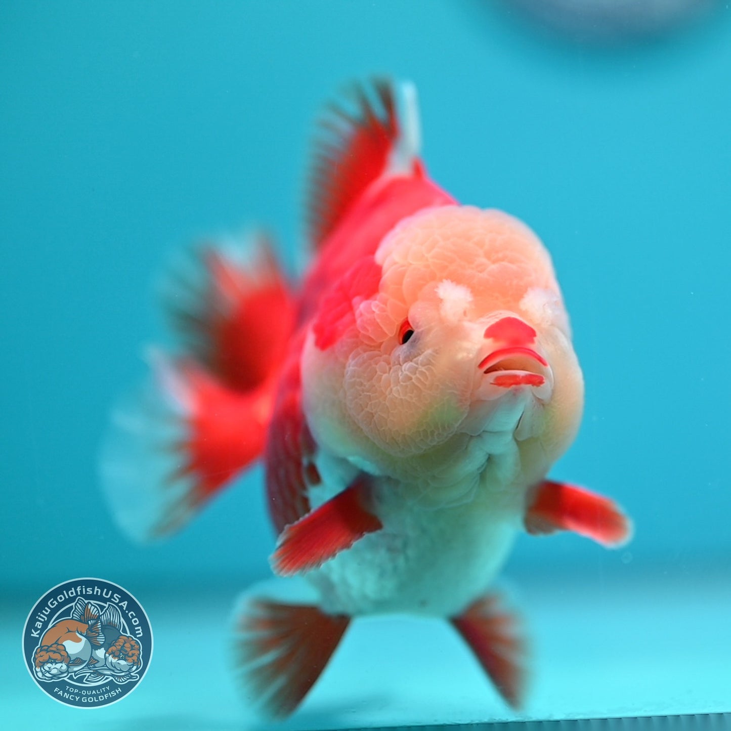 Red White YuanBao Oranda 4 inch Body (260529_OR15)