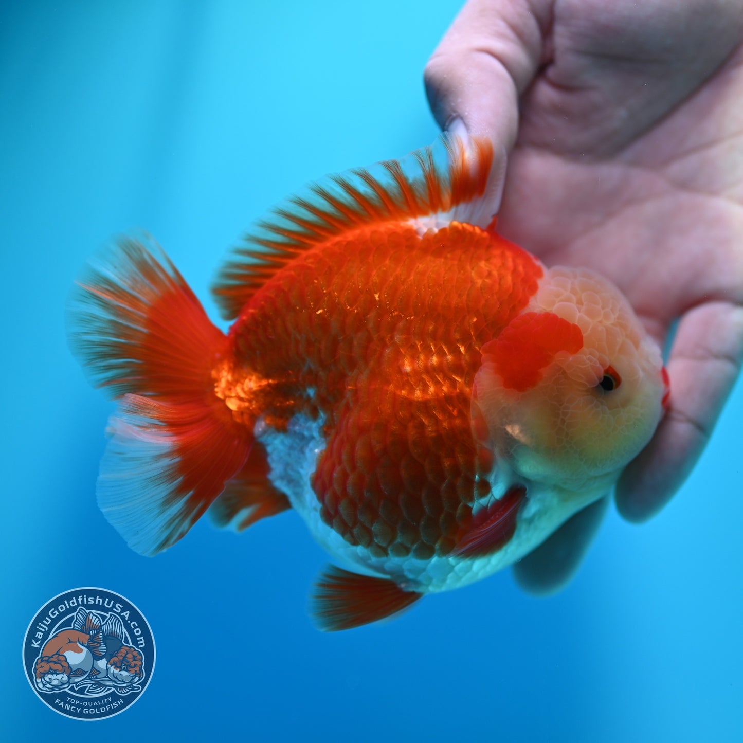 Red White YuanBao Oranda 4 inch Body (260529_OR15)