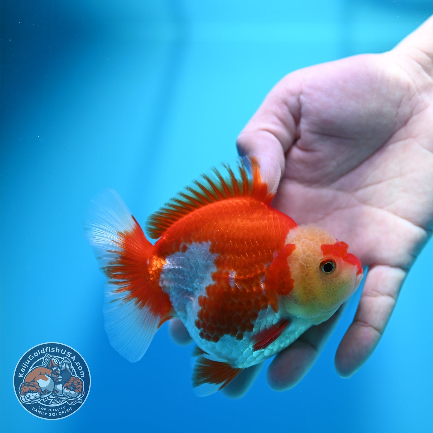 Red White YuanBao Oranda 4 inch Body (260529_OR17)