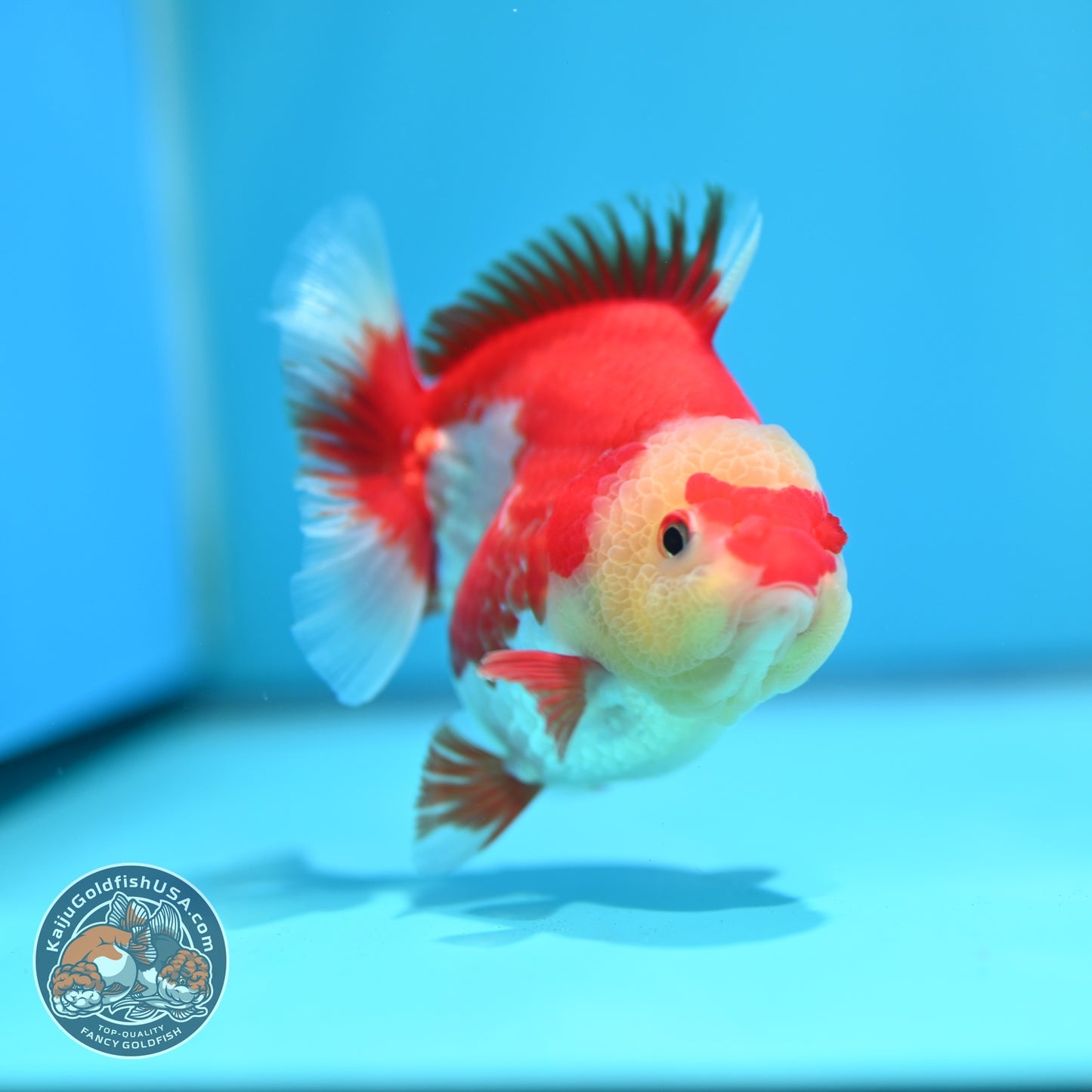 Red White YuanBao Oranda 4 inch Body (260529_OR17)