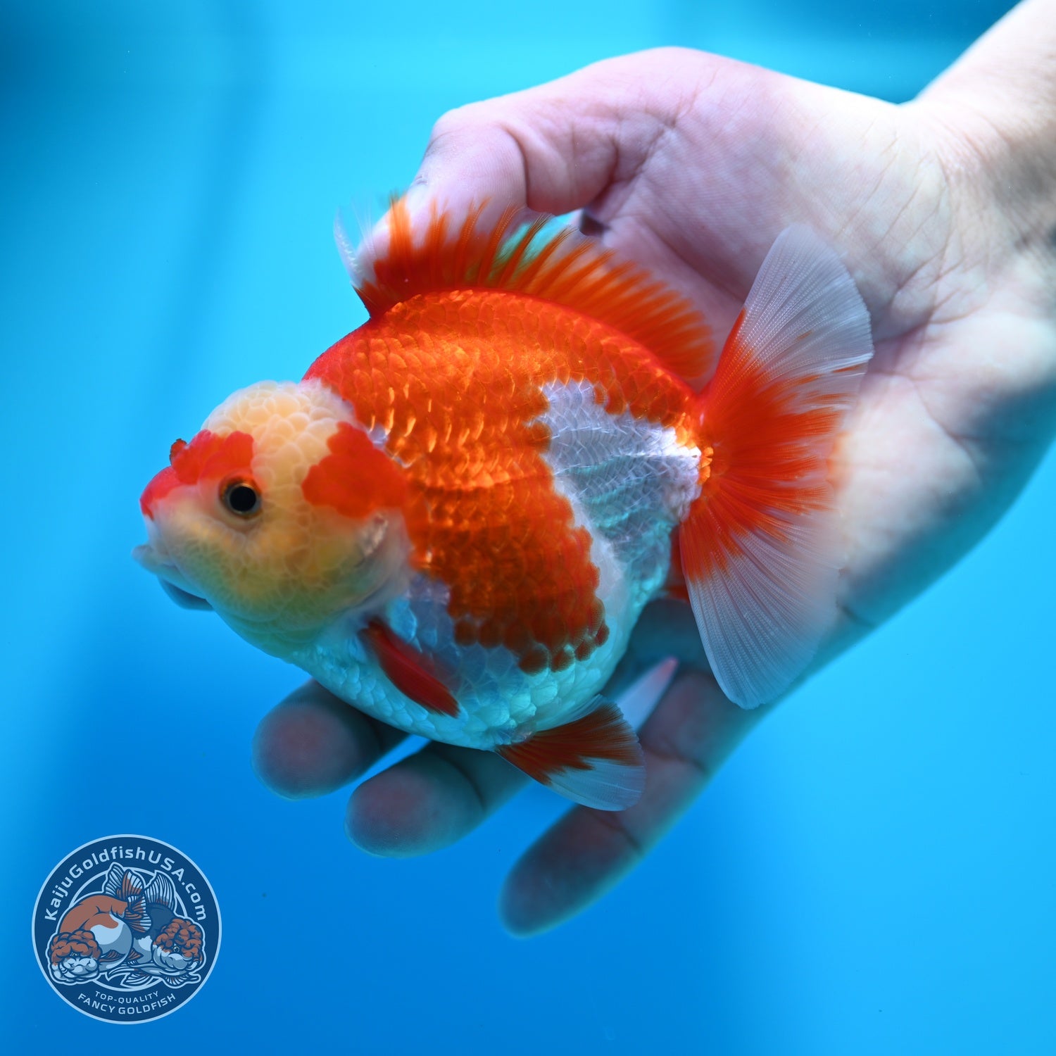 Red White YuanBao Oranda 4 inch Body (260529_OR17)