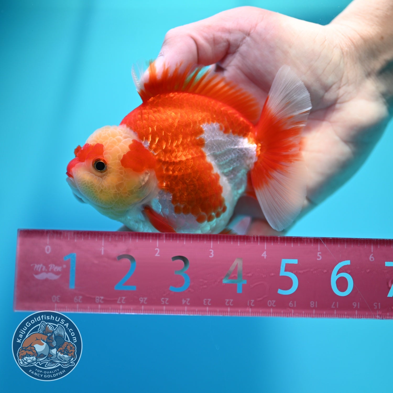 Red White YuanBao Oranda 4 inch Body (260529_OR17)