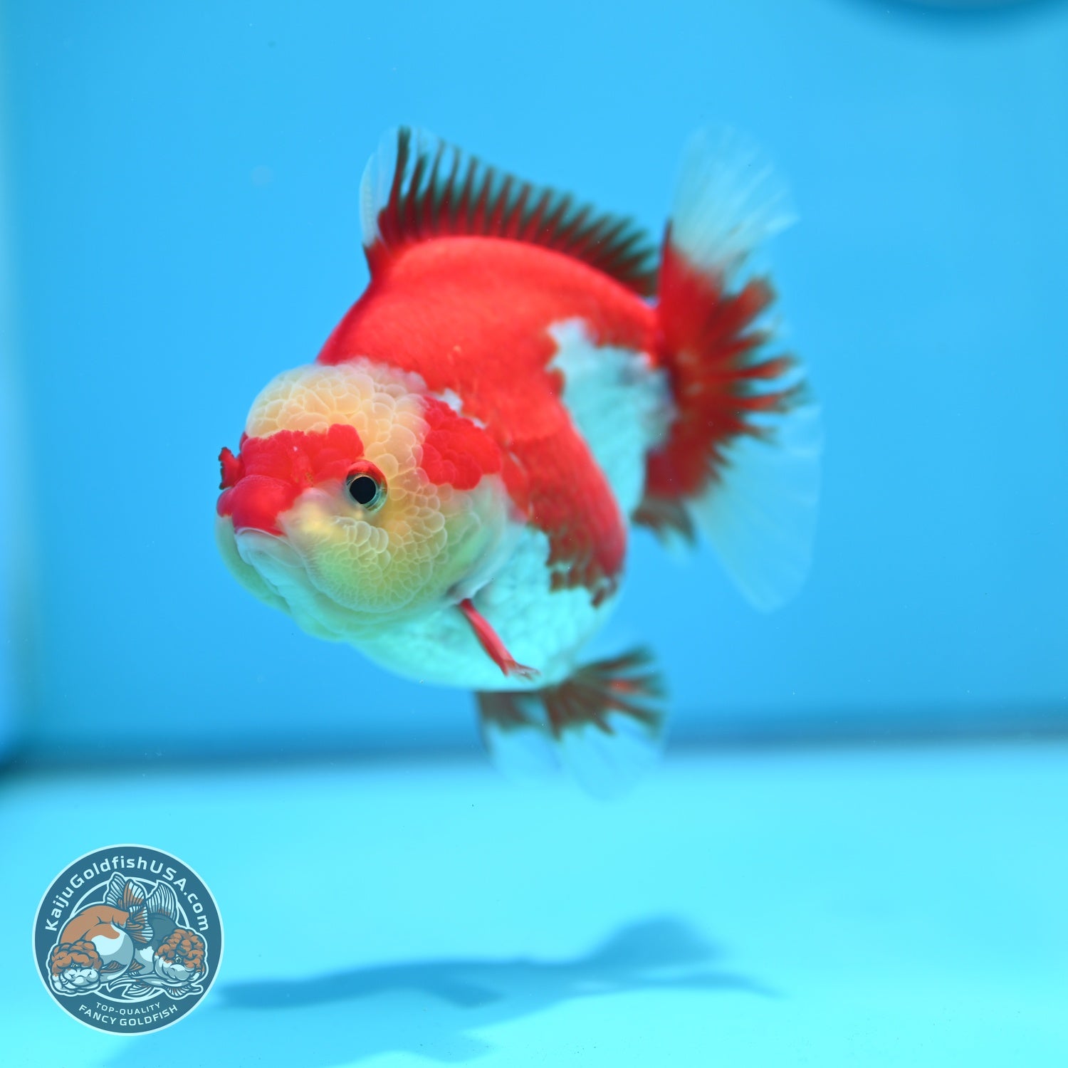 Red White YuanBao Oranda 4 inch Body (260529_OR17)