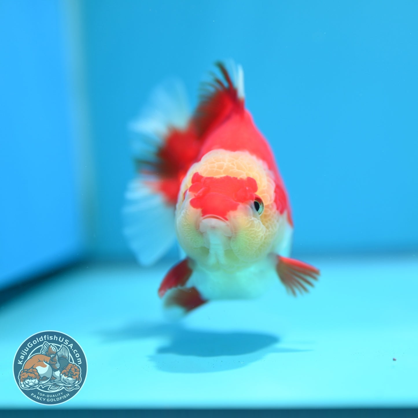 Red White YuanBao Oranda 4 inch Body (260529_OR17)