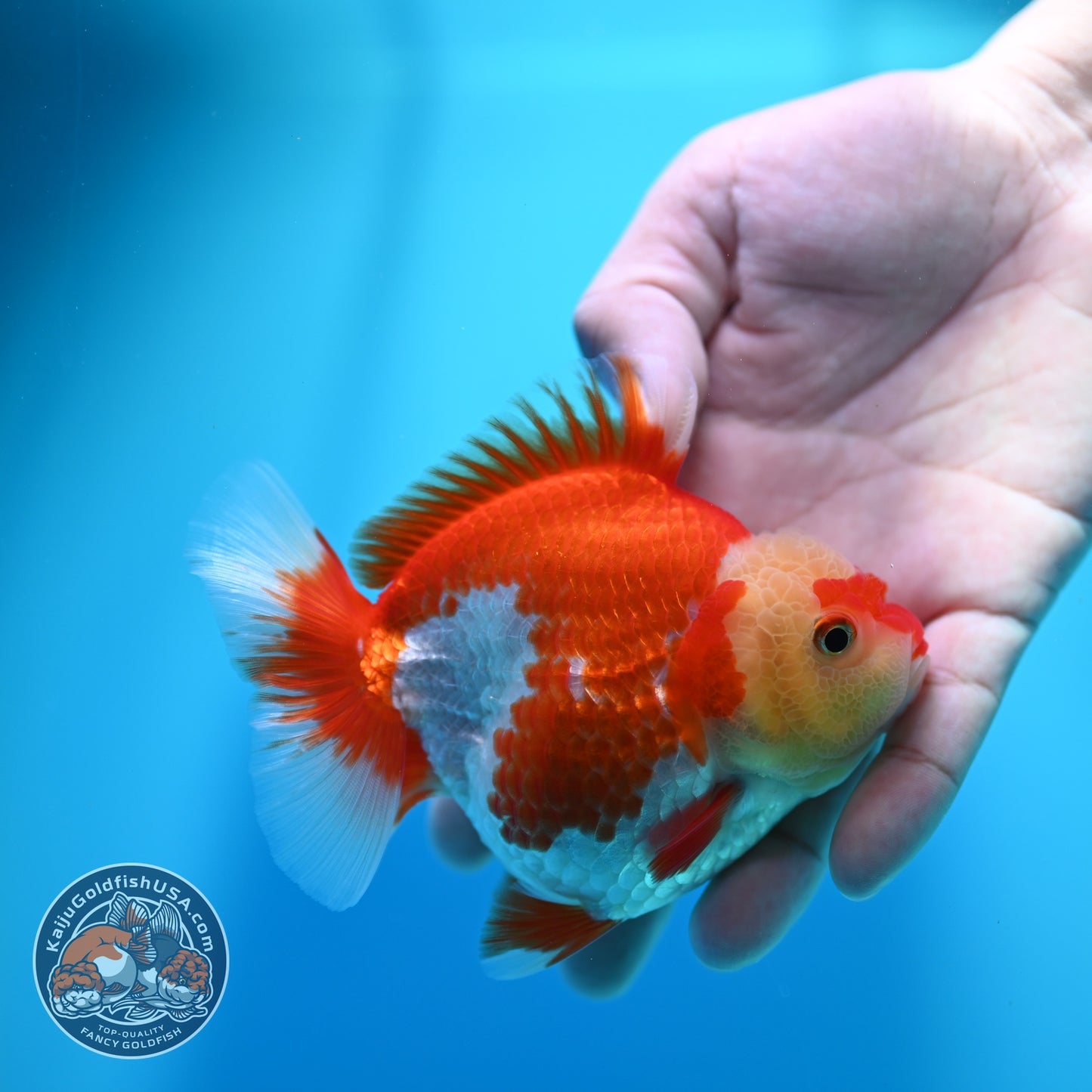 Red White YuanBao Oranda 4 inch Body (260529_OR17)