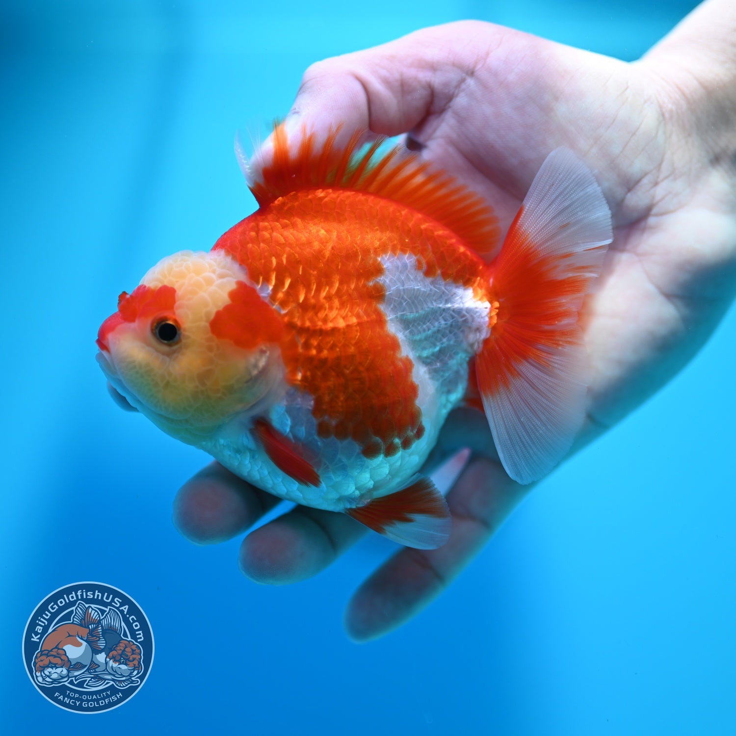 Red White YuanBao Oranda 4 inch Body (260529_OR17)