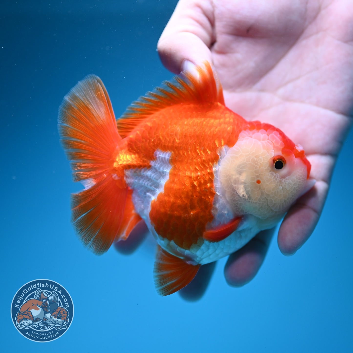 Red White YuanBao Oranda 4 inch Body (260619_OR04)