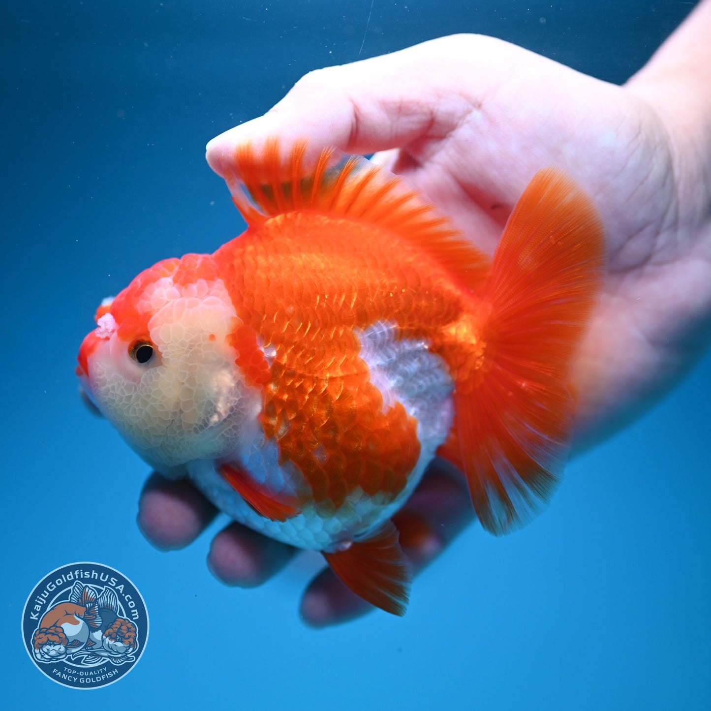 Red White YuanBao Oranda 4 inch Body (260619_OR04)