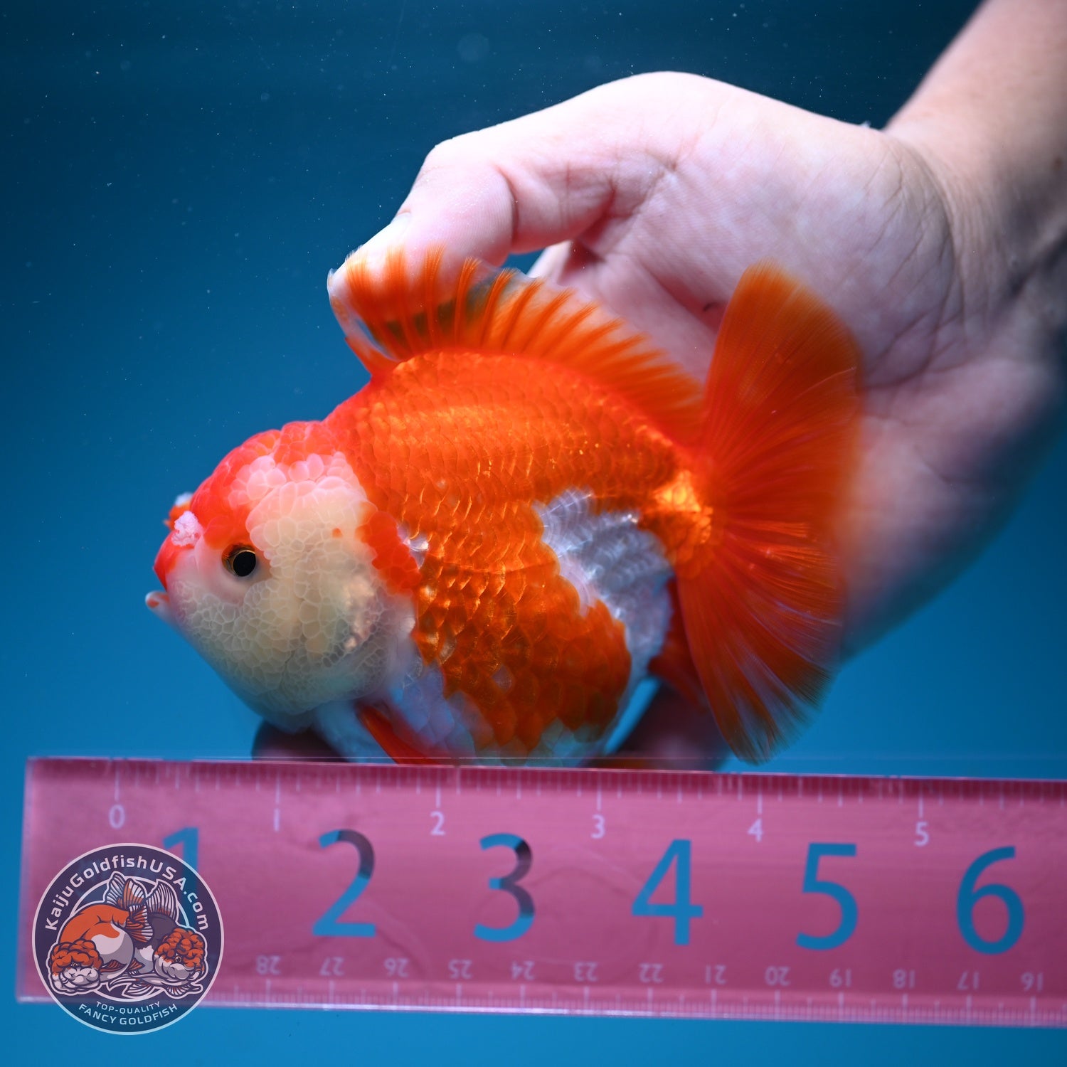 Red White YuanBao Oranda 4 inch Body (260619_OR04)
