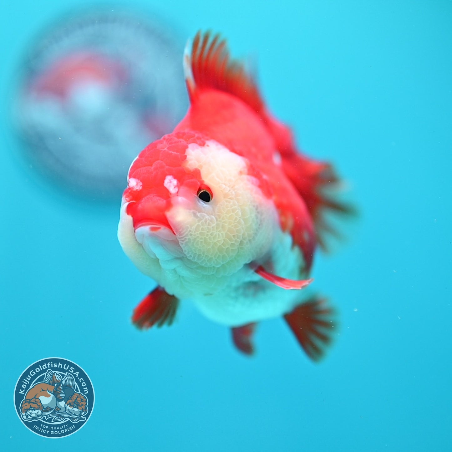 Red White YuanBao Oranda 4 inch Body (260619_OR04)