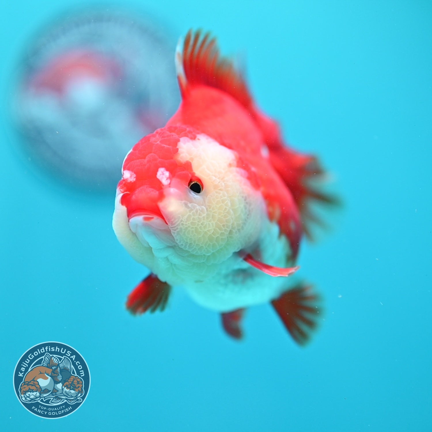 Red White YuanBao Oranda 4 inch Body (260619_OR04)