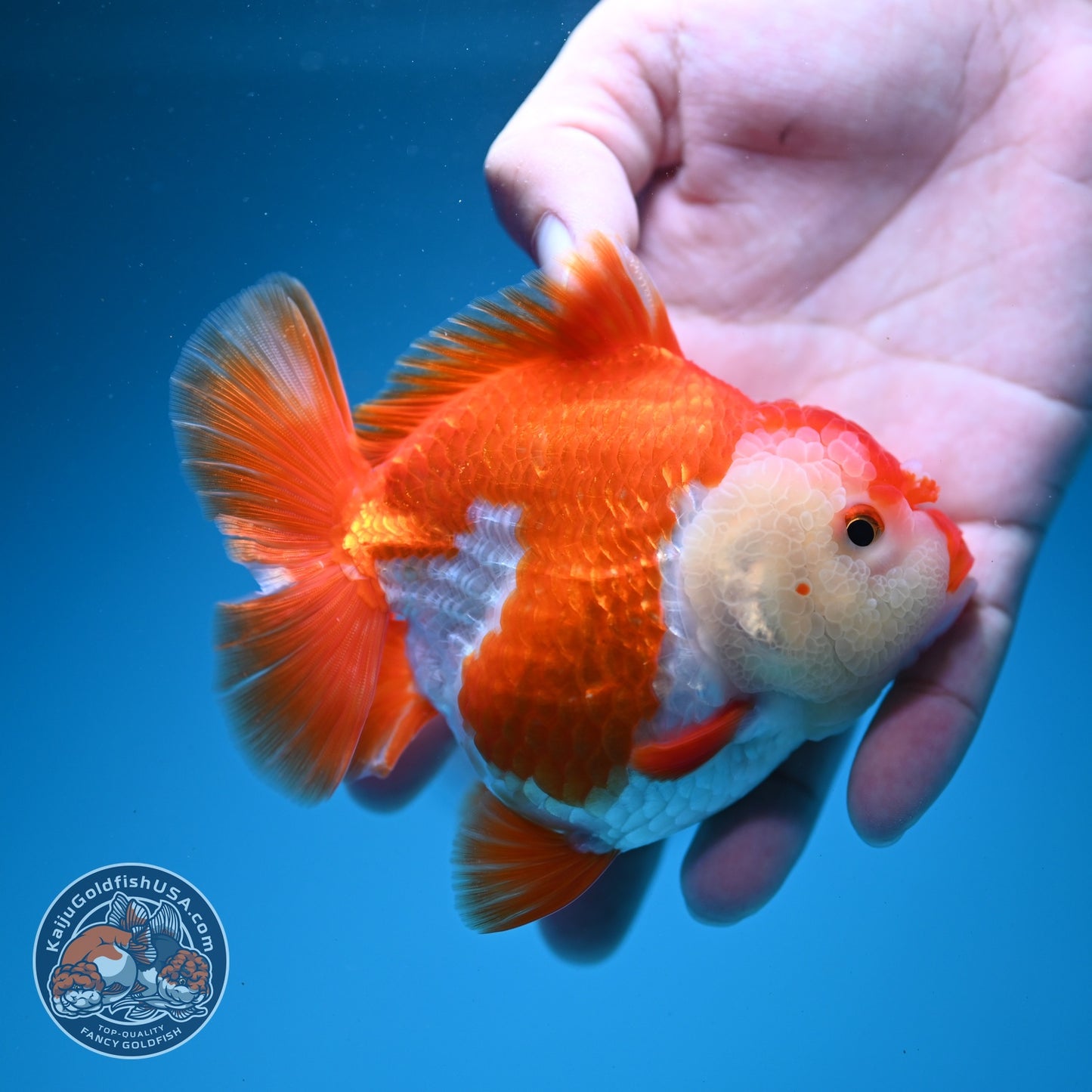 Red White YuanBao Oranda 4 inch Body (260619_OR04)