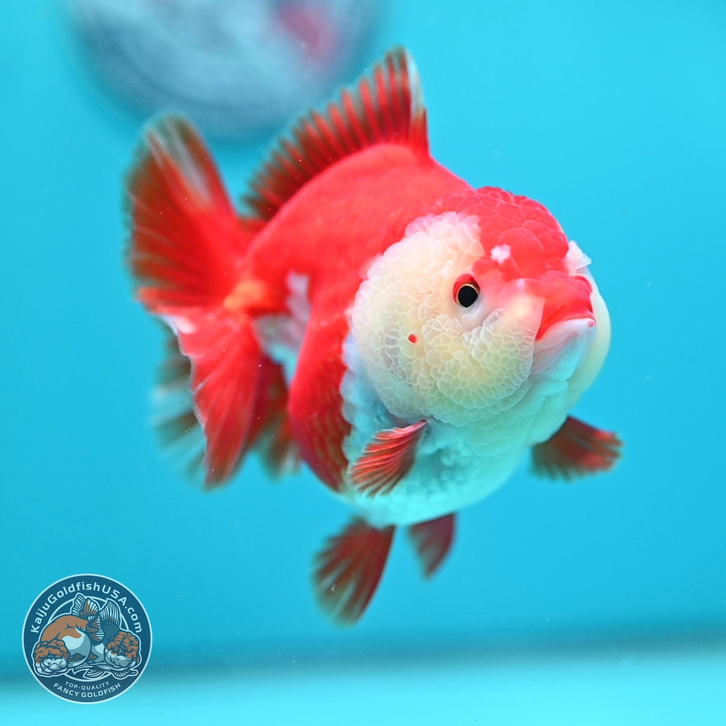 Red White YuanBao Oranda 4 inch Body (260619_OR04)
