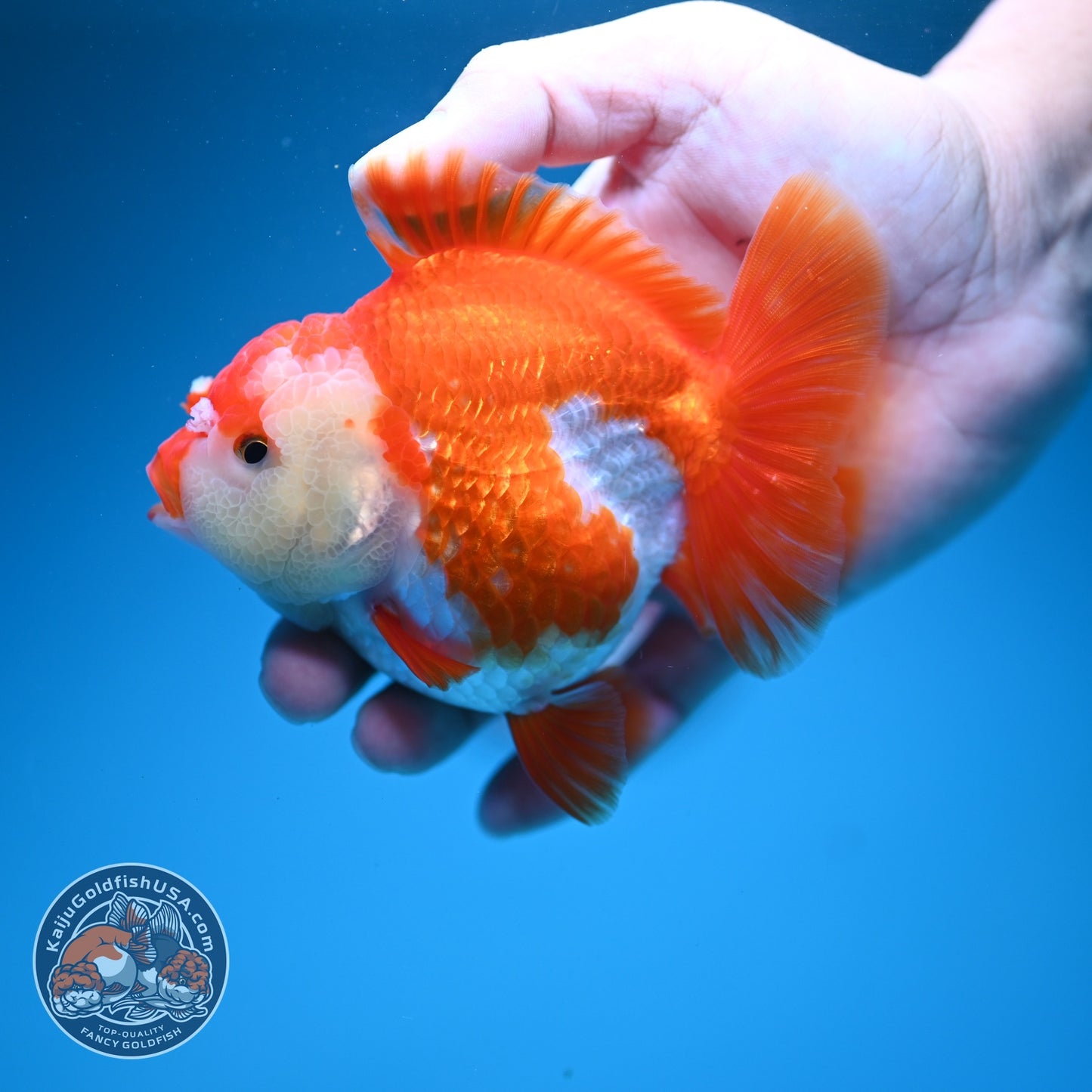 Red White YuanBao Oranda 4 inch Body (260619_OR04)