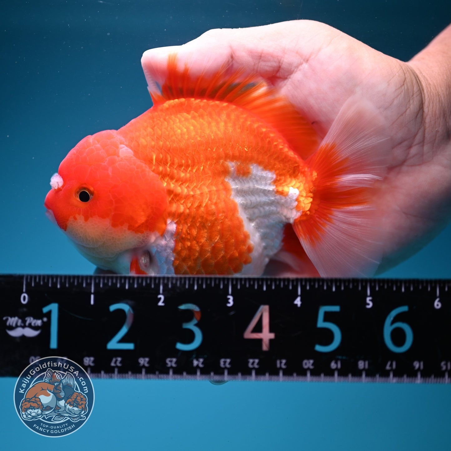 Red White YuanBao Oranda 4 inch Body (260619_OR05)
