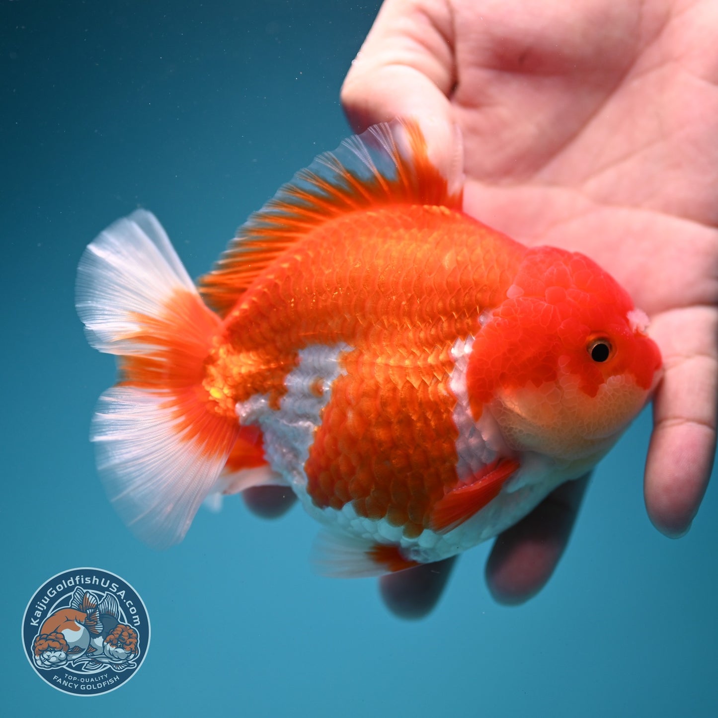 Red White YuanBao Oranda 4 inch Body (260619_OR05)