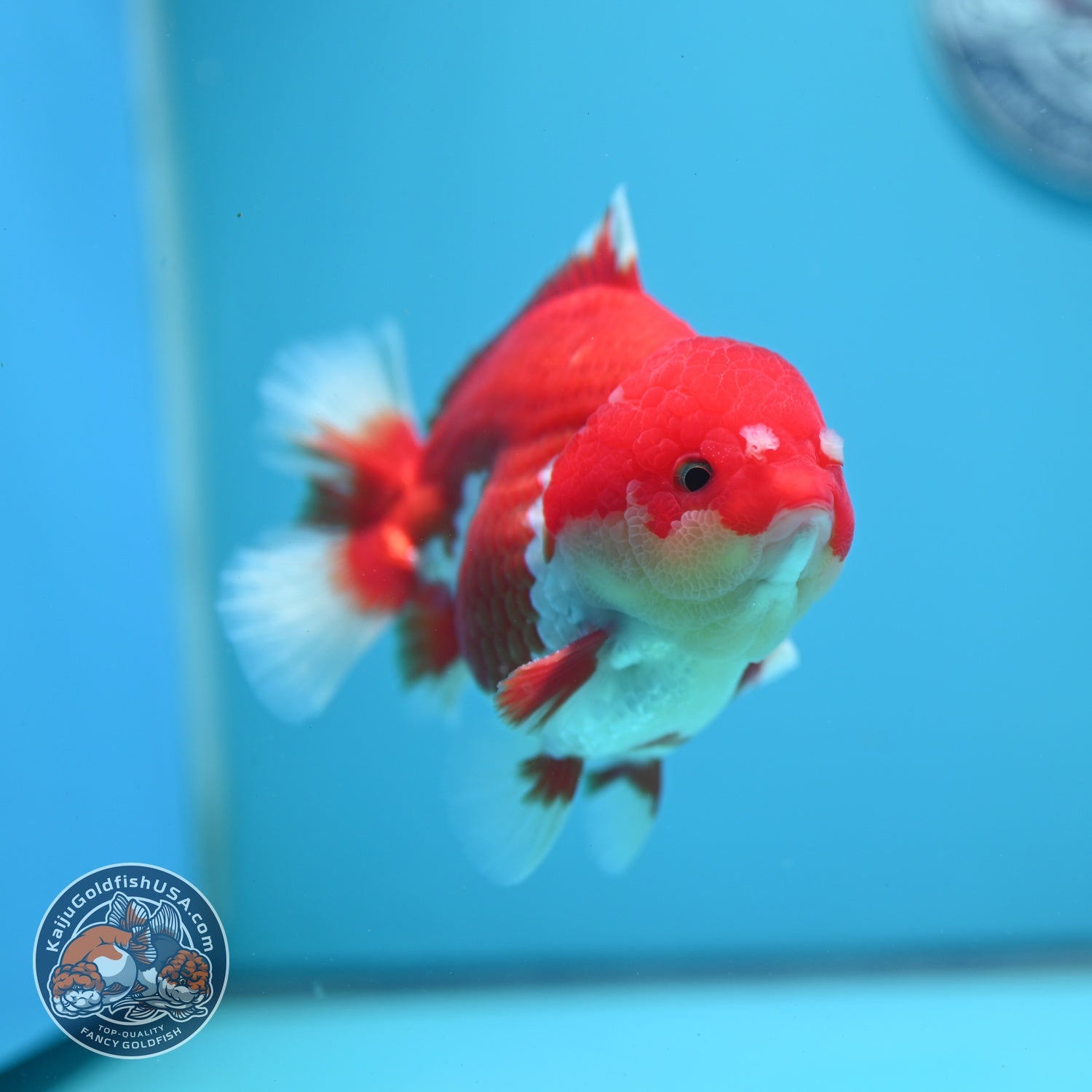 Red White YuanBao Oranda 4 inch Body (260619_OR05)