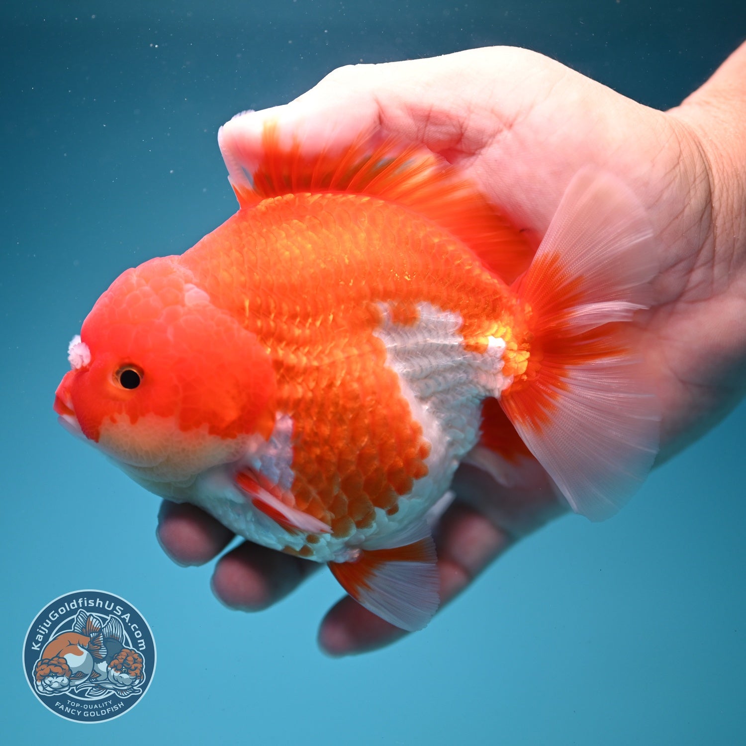 Red White YuanBao Oranda 4 inch Body (260619_OR05)