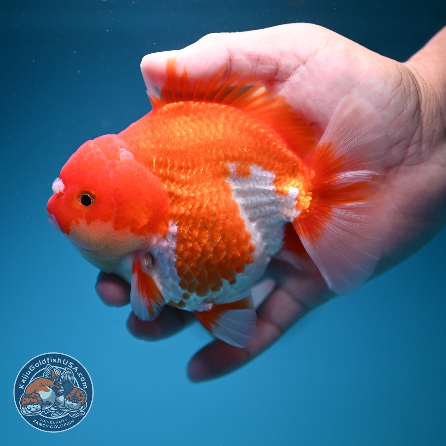 Red White YuanBao Oranda 4 inch Body (260619_OR05)