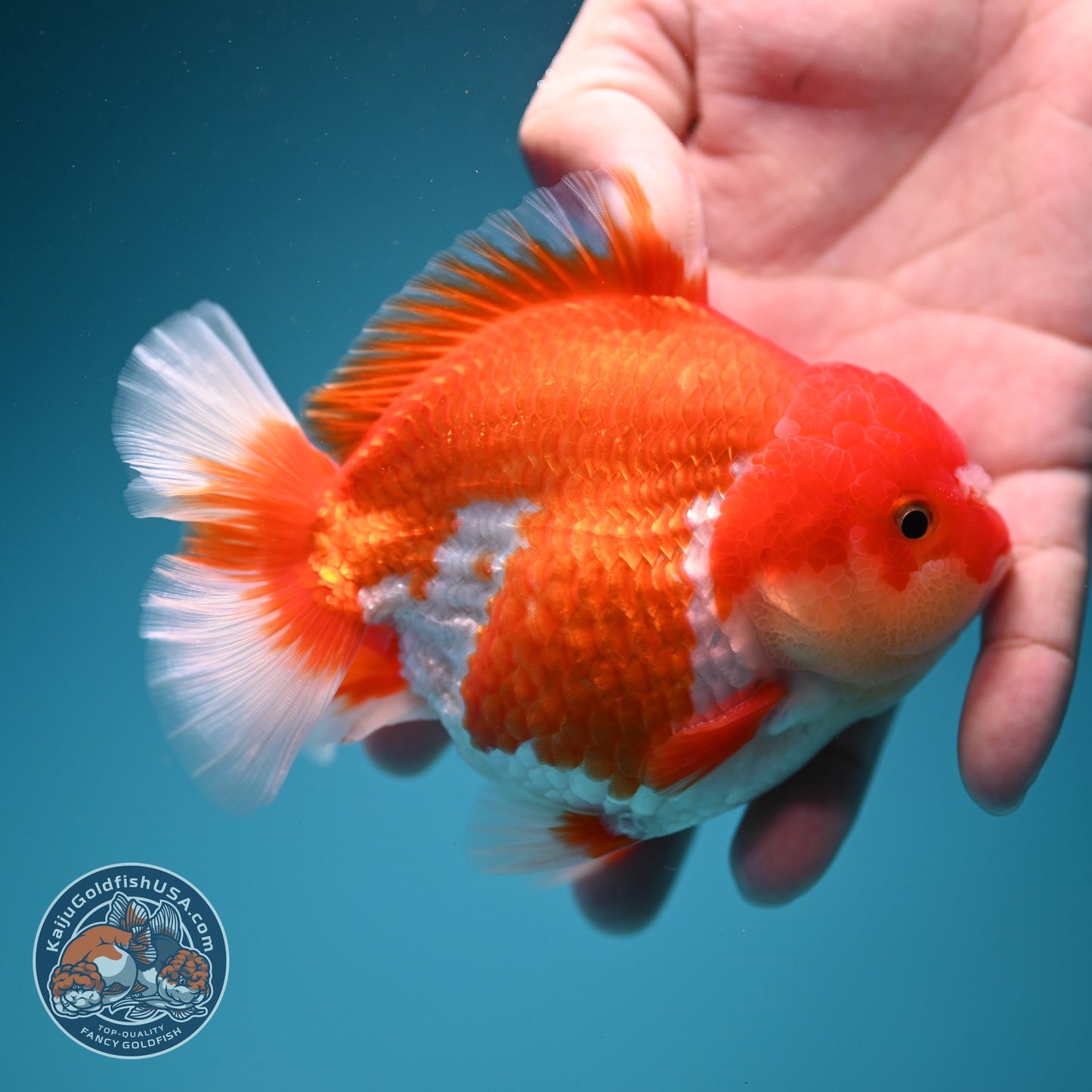 Red White YuanBao Oranda 4 inch Body (260619_OR05)