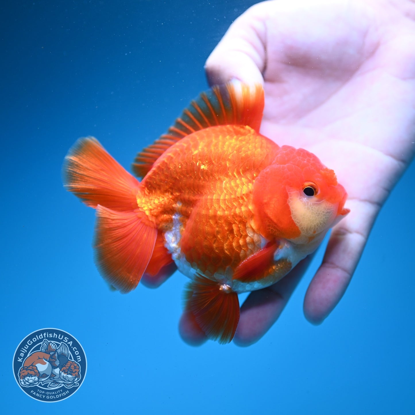 Red White YuanBao Oranda 4 inch Body (260626_OR03)