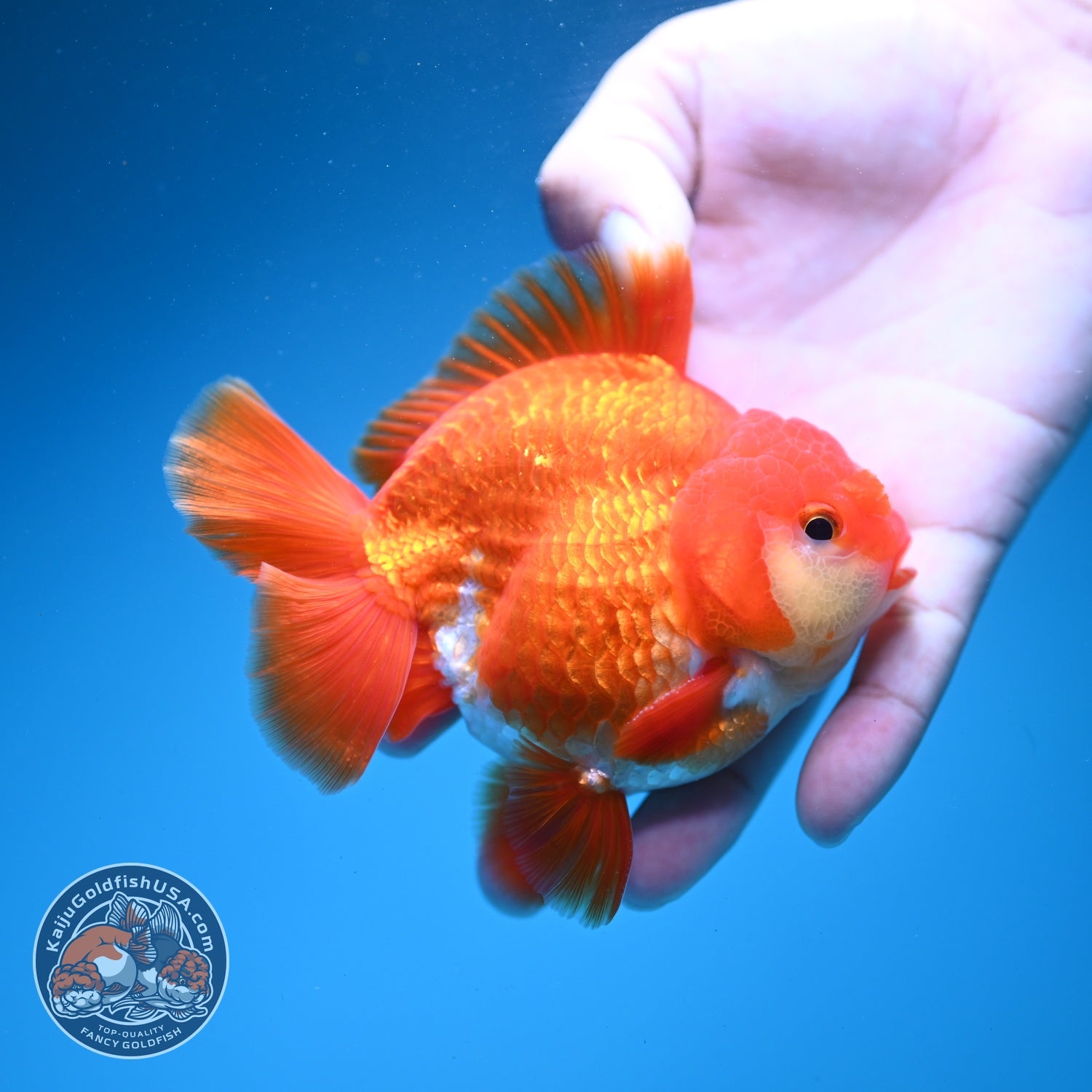 Red White YuanBao Oranda 4 inch Body (260626_OR03)