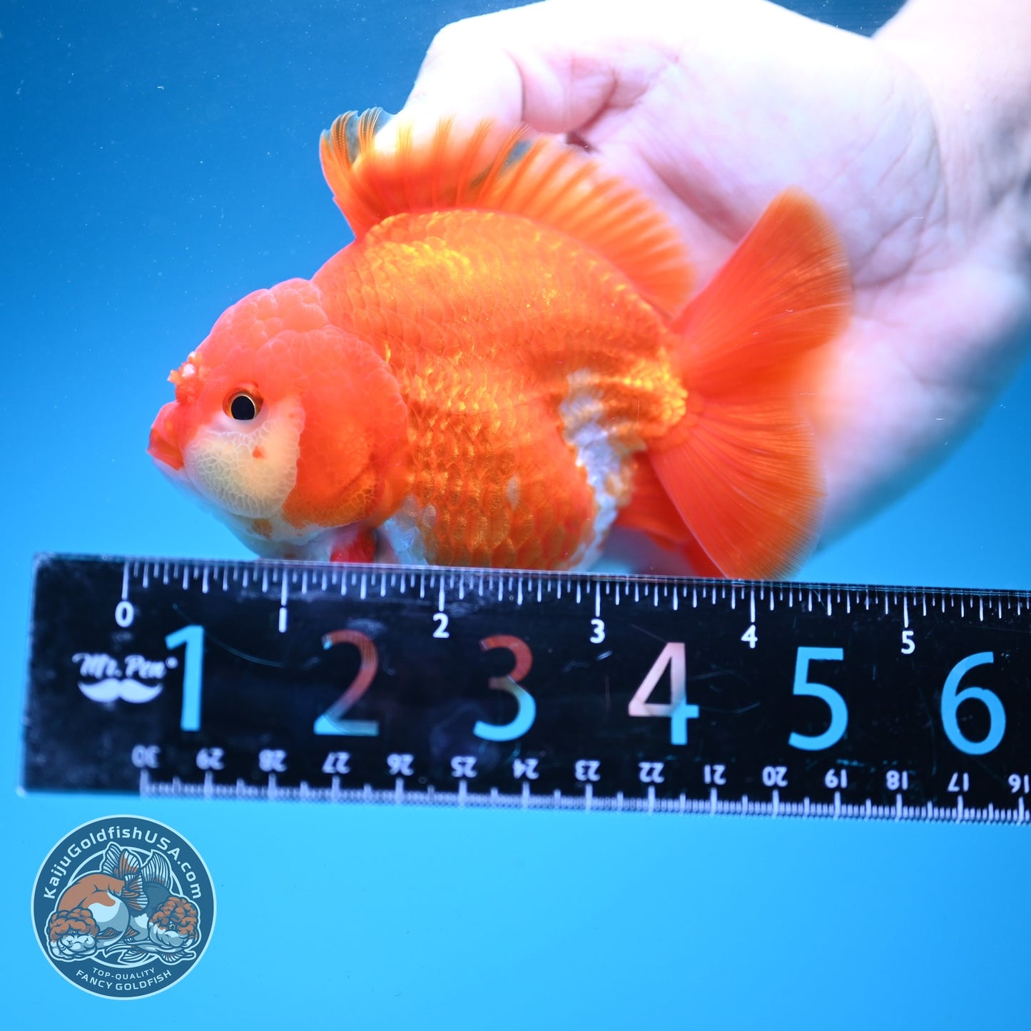 Red White YuanBao Oranda 4 inch Body (260626_OR03)